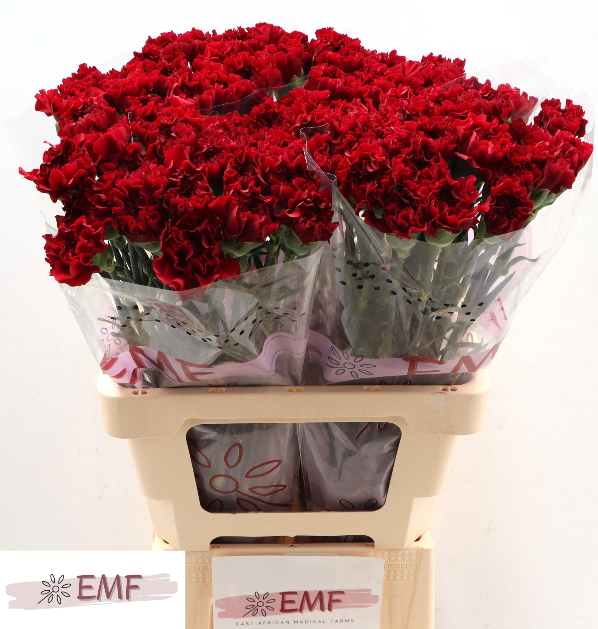 Диантус од. Зуриго, шт.