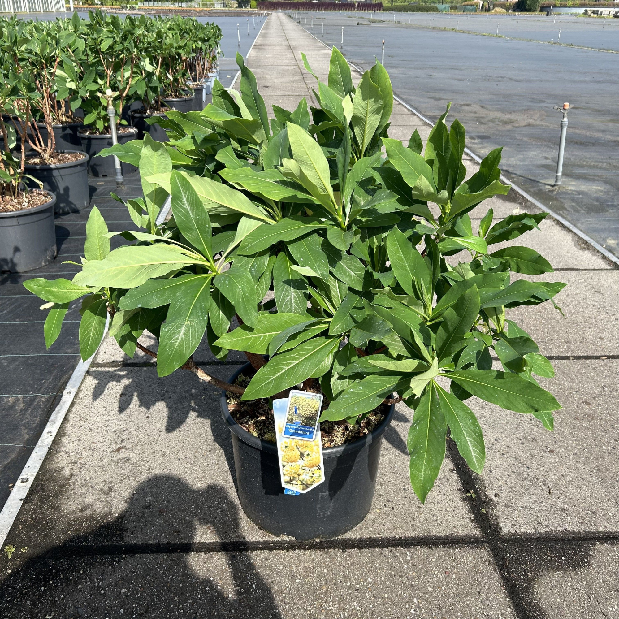 Edgeworthia chrysantha 'Grandiflora', D 40 cm