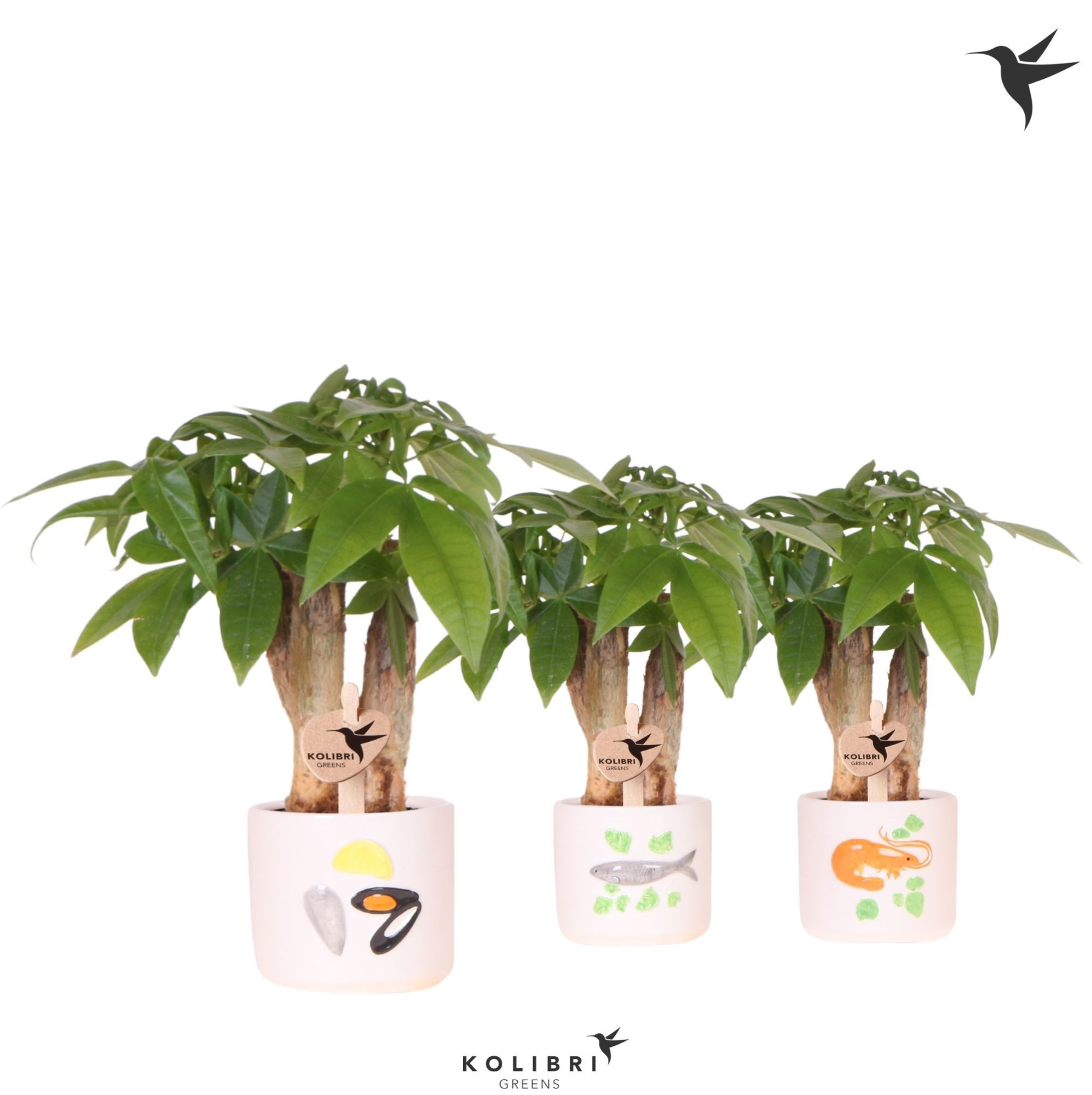 Kolibri Greens Pachira in Fruits de Mer pot mix, D 6