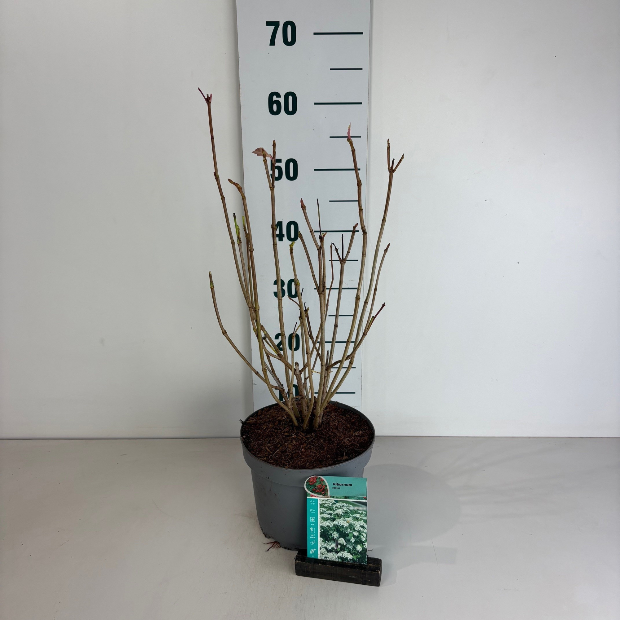 Viburnum opulus, D 20