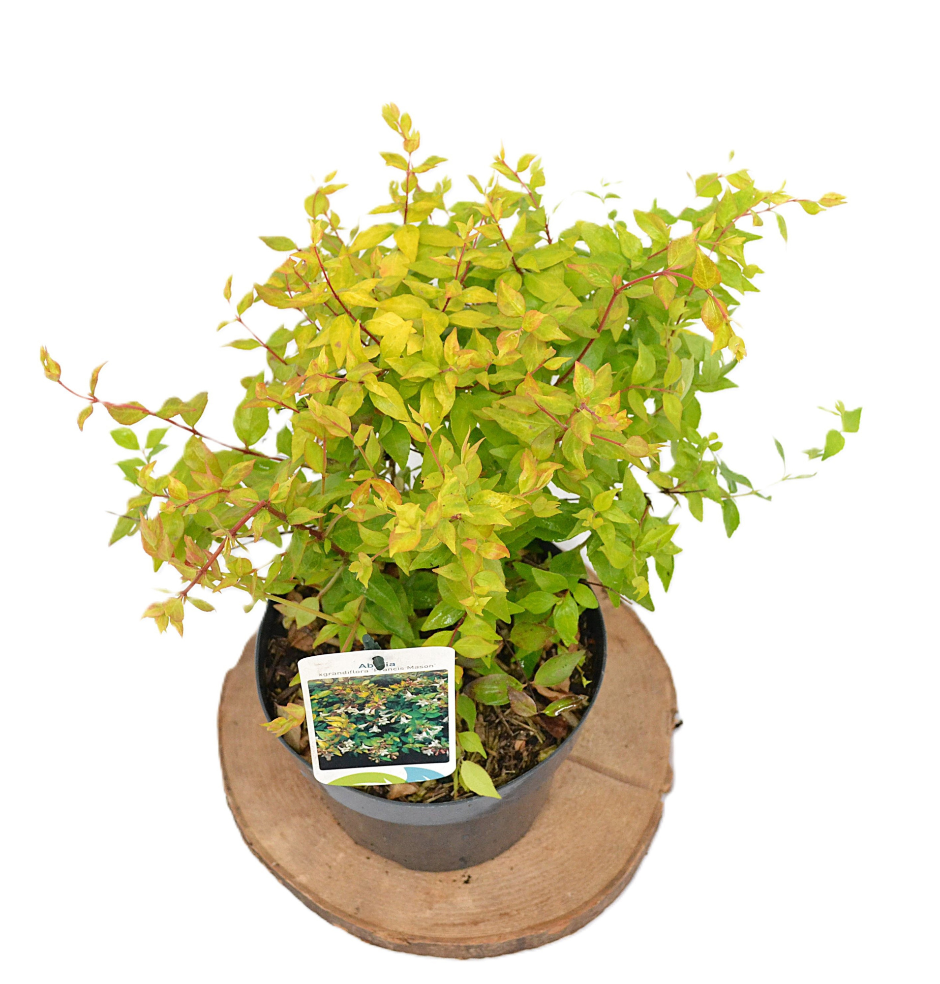 Abelia grandiflora 'Francis Mason' C3, D 19