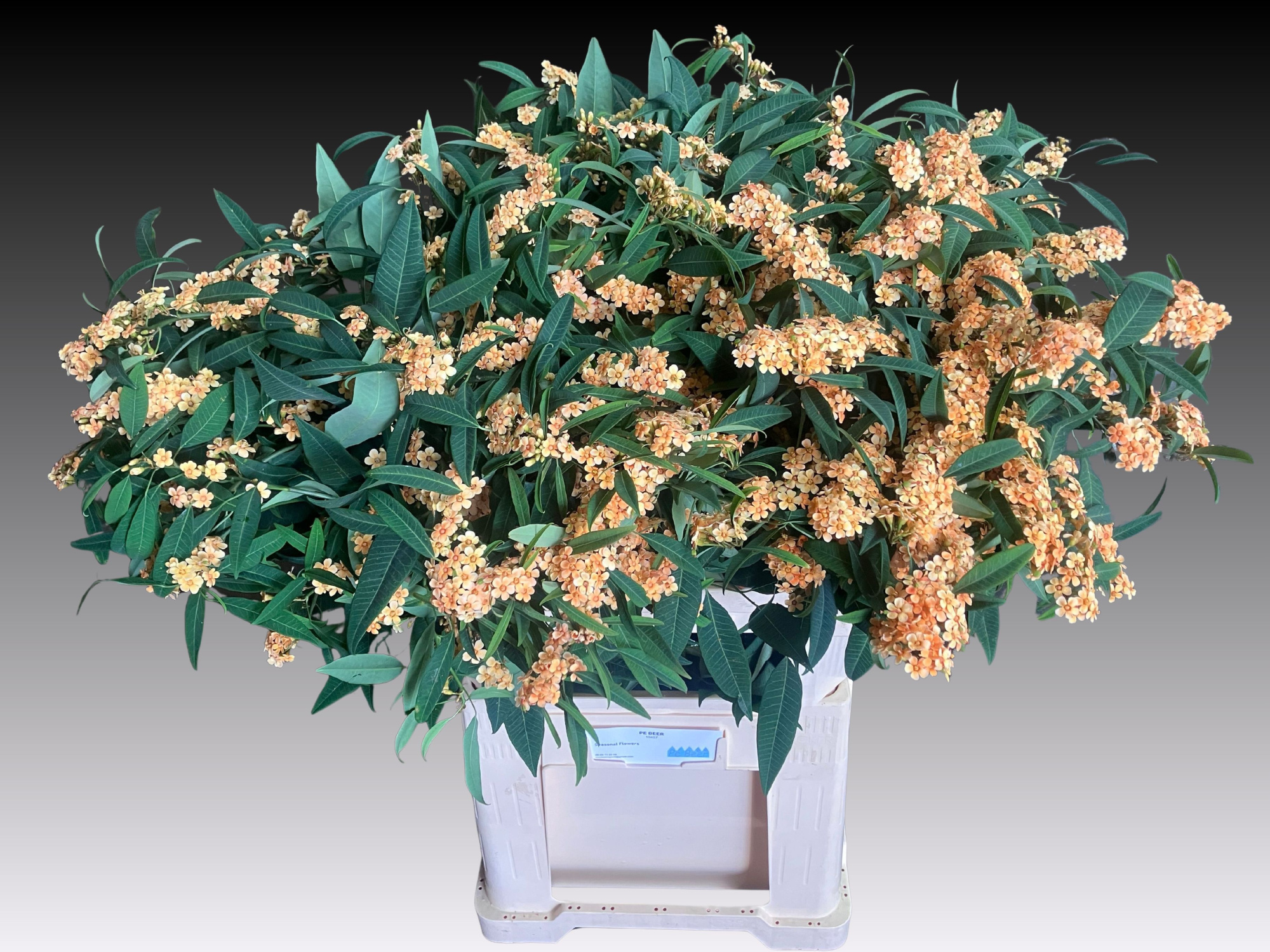 Эуфорбия куст. Коньяк Барон 80, шт.