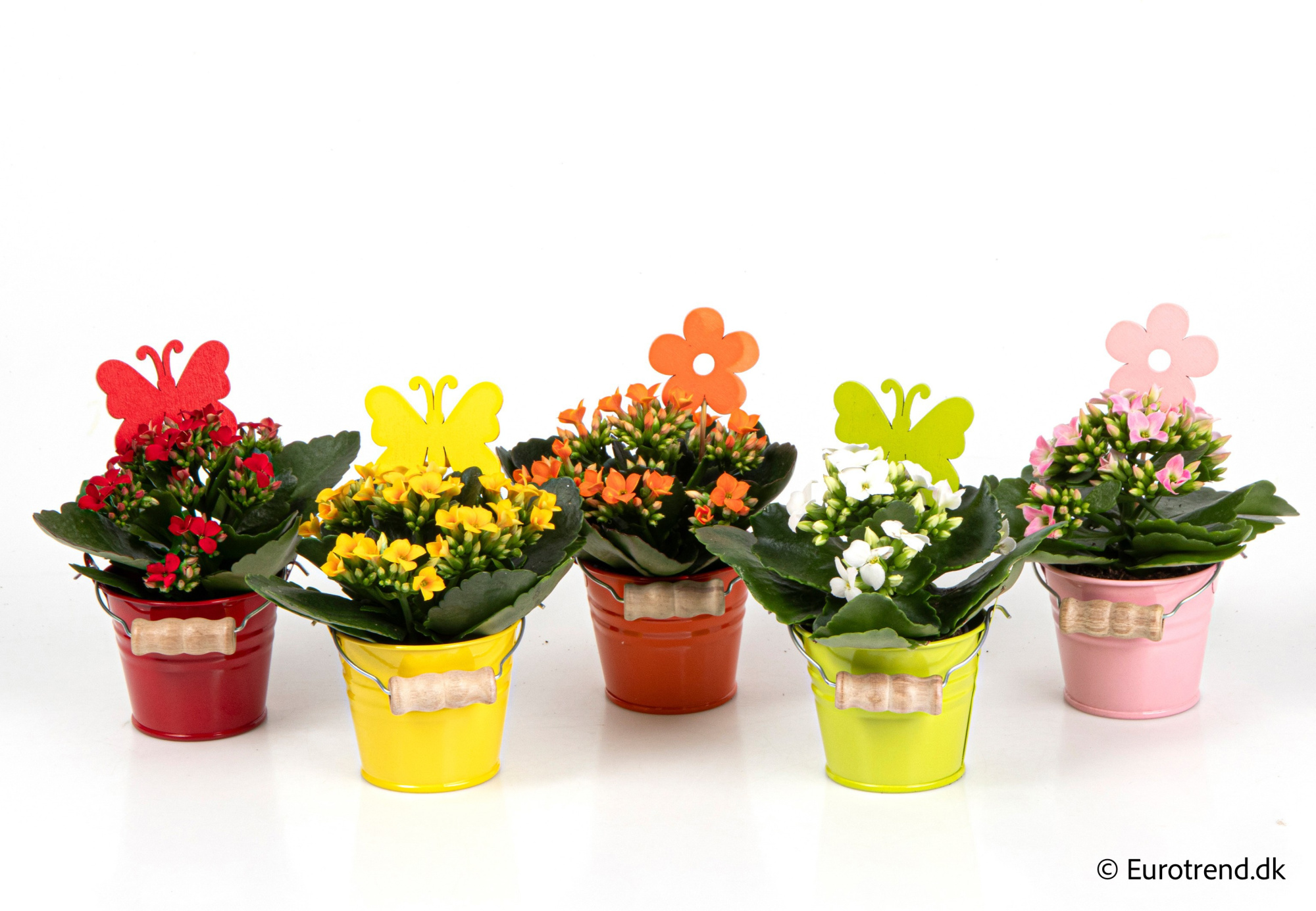 Kalanchoe in Spring, Summer & Autumn ceramic 2026, D 6