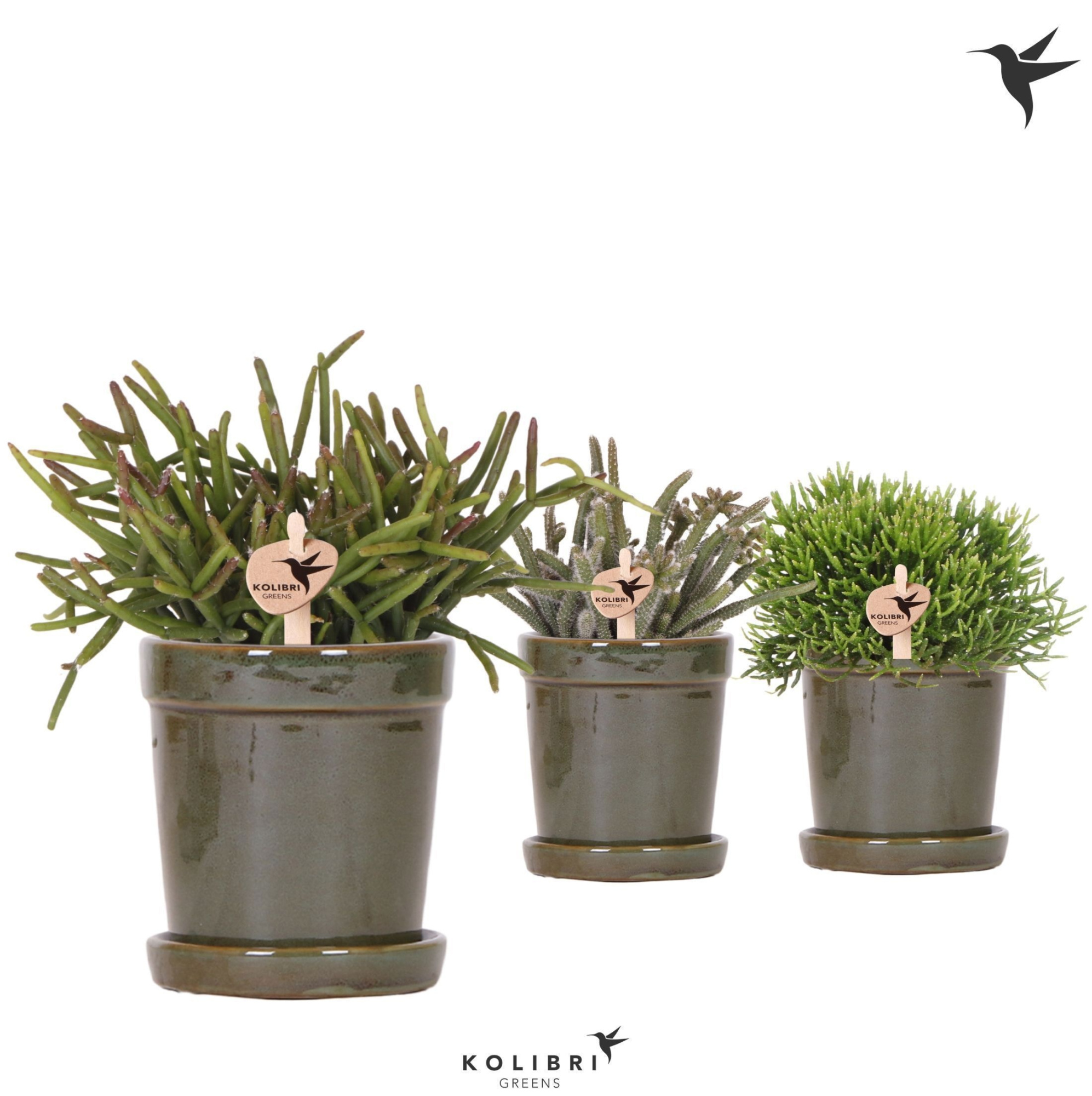 Kolibri Greens Rhipsalis mix in Flower pot green, D 9