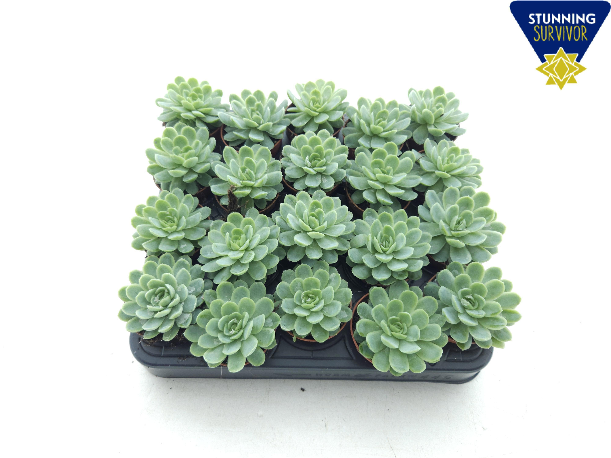 Echeveria Elegans P5.5, D 5,5 cm