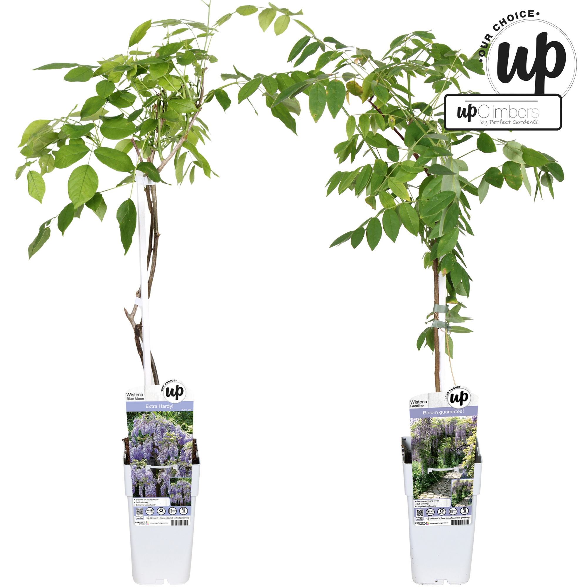 Wisteria Our Choice mix laag P15, D 15 cm