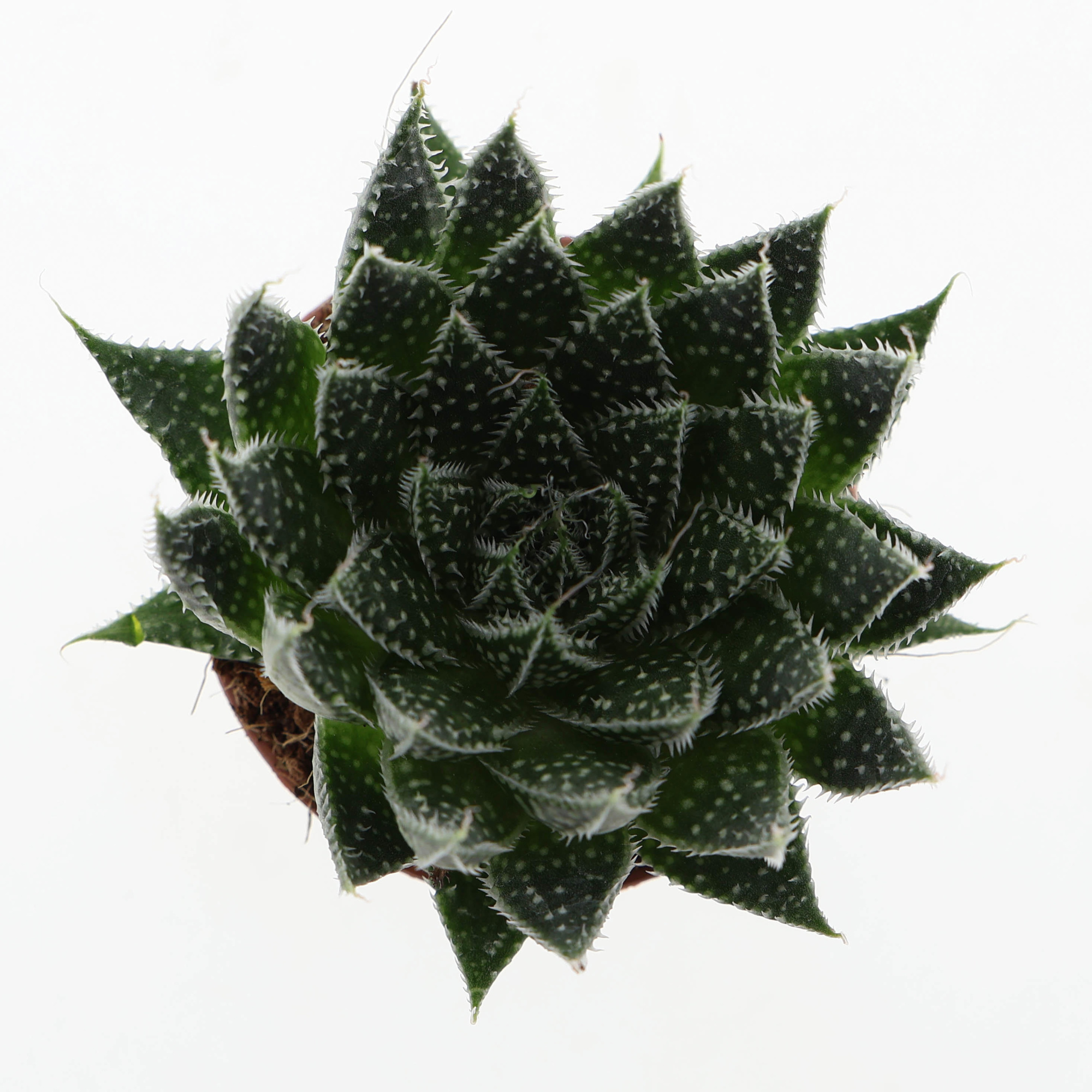 Aloe aristata, D 5,5