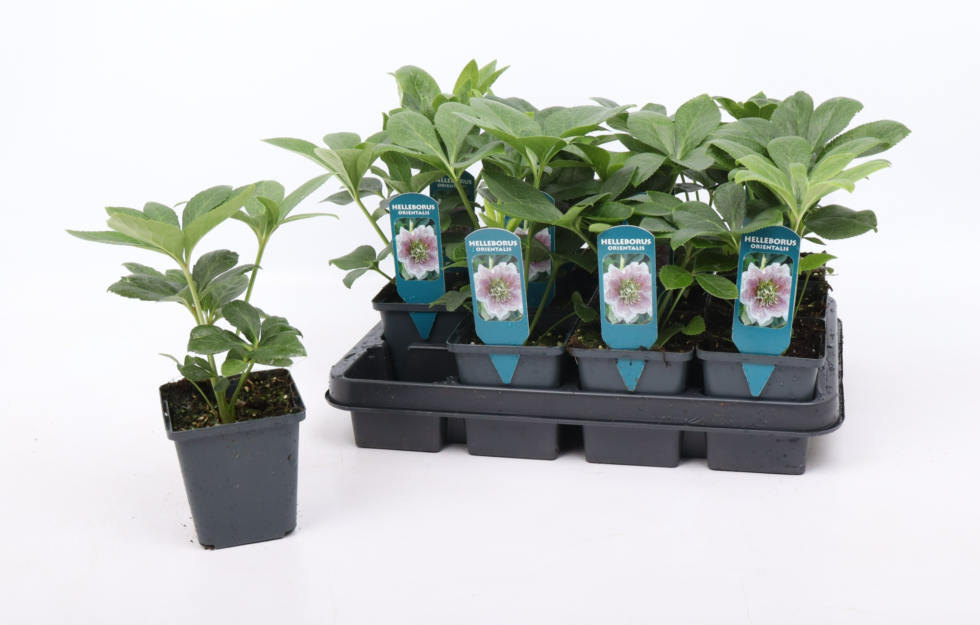 Helleborus orientalis mix 9 cm, D 9 cm