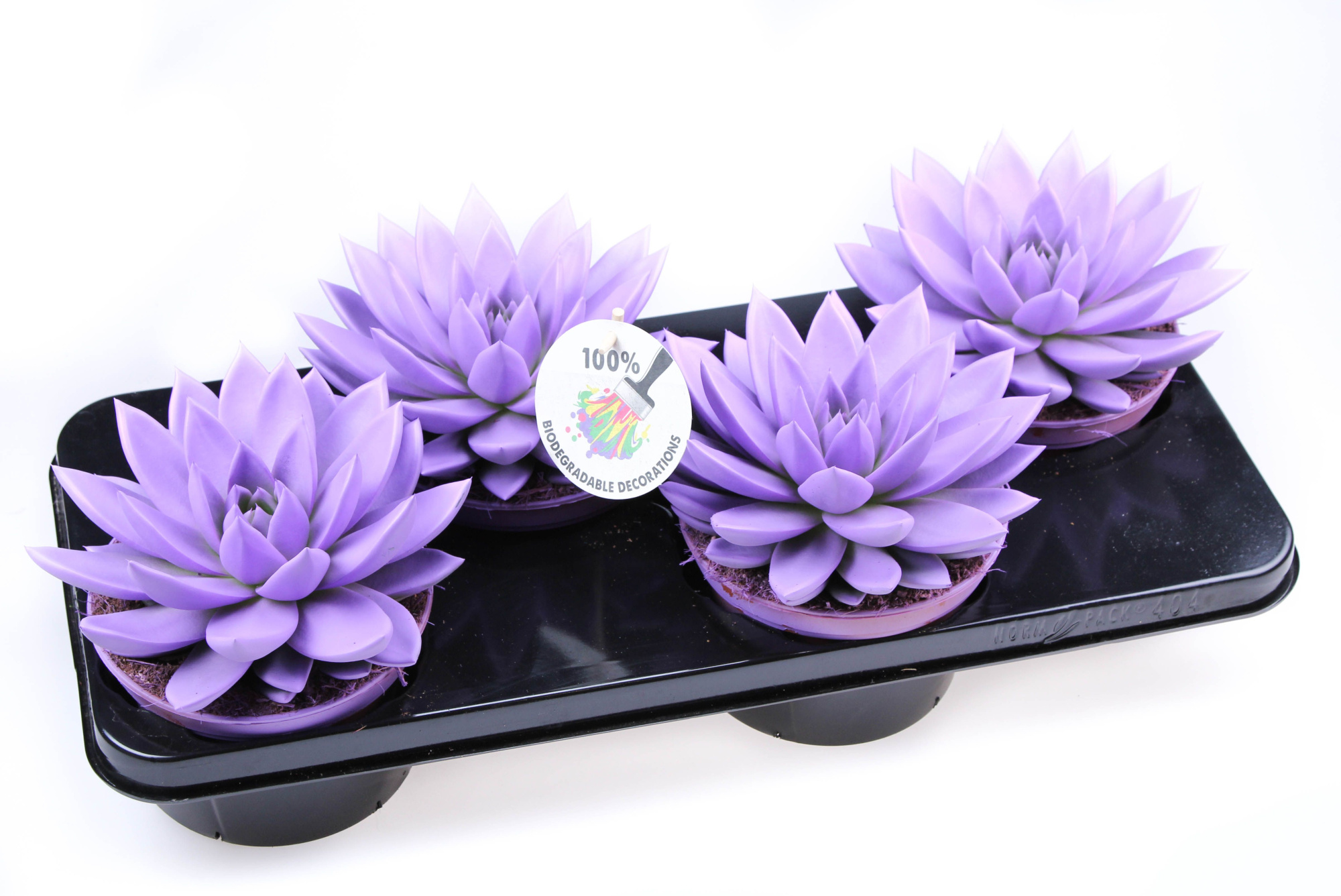 Rainbow purple 512, D 15 cm