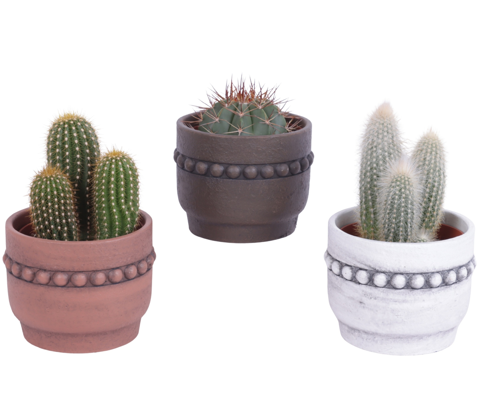 Cactus mix Ø10,5 cm in Ø13cm Ceramic Pot Beads Rim, D 13