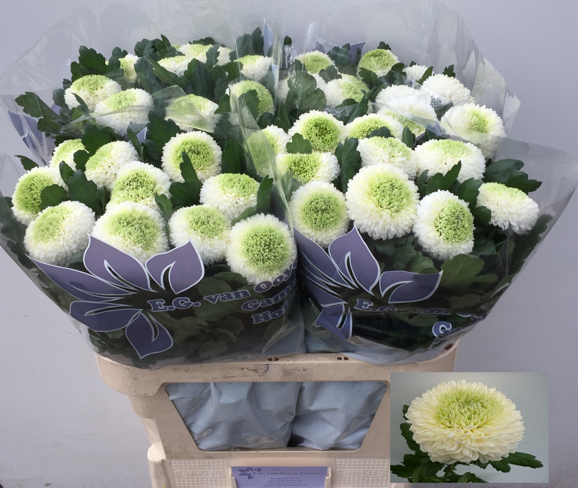 Хризантема од. Борис Бекер 80, шт.