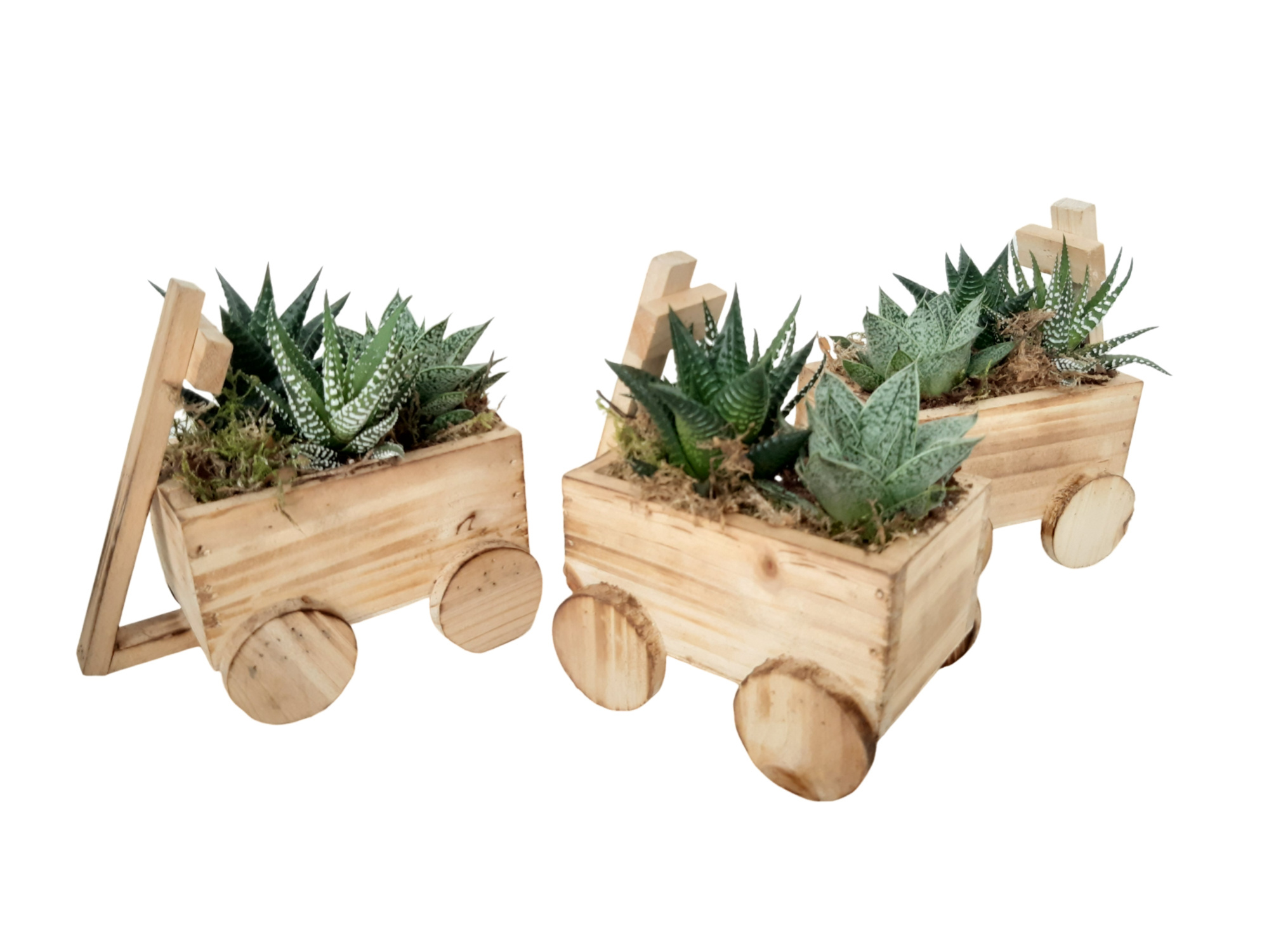 HT15BKSUC Houten Bolderkar 15cm Succulentmix, D 15 cm