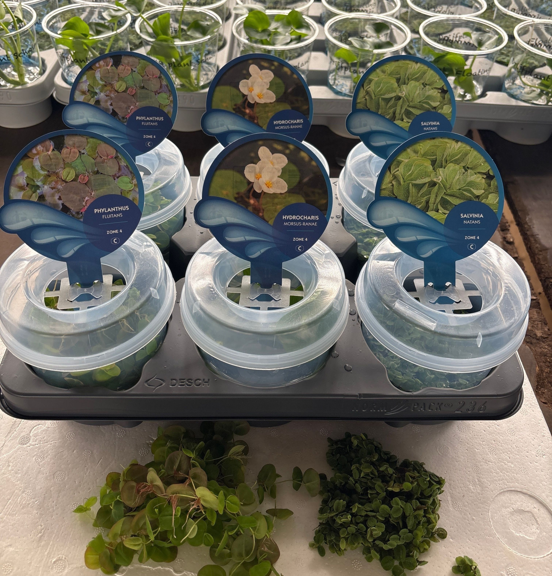 206- mix 3 soorten drijfplanten met deksel (plomp), D 13 cm