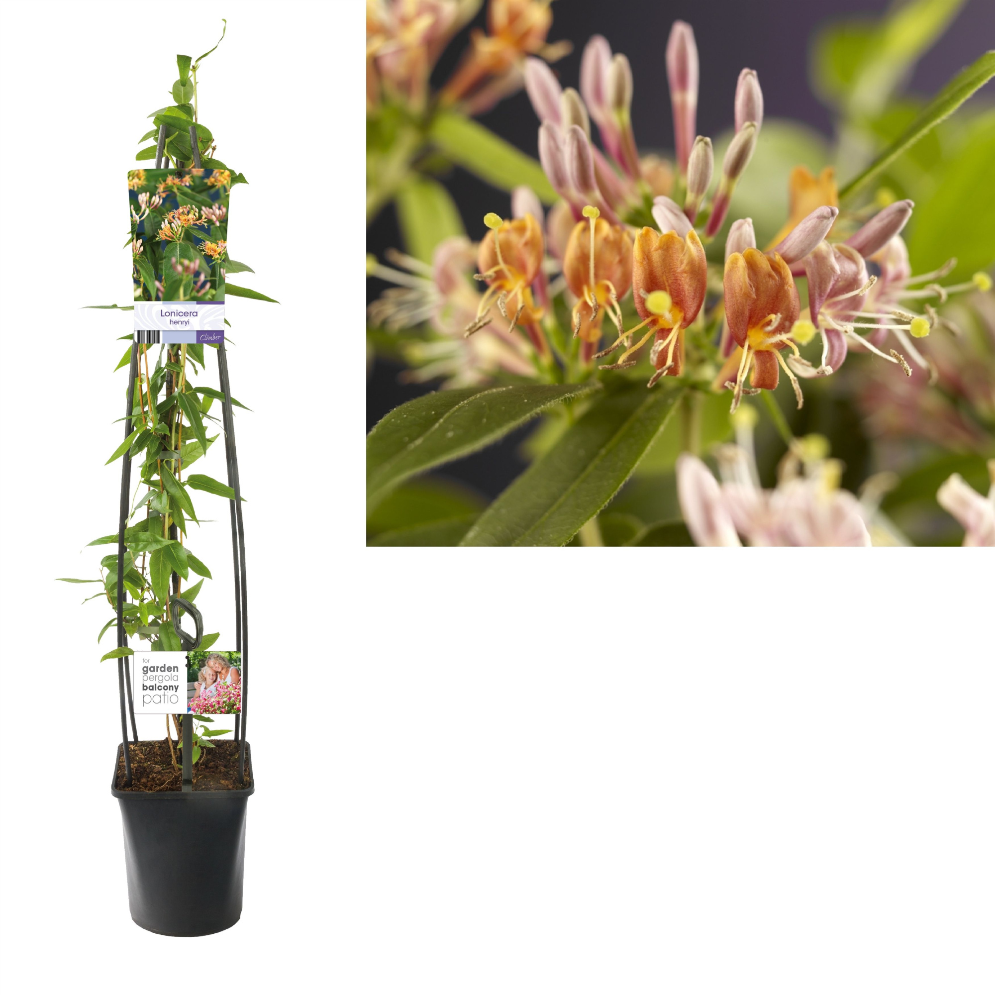 Lonicera henryi +light label, D 23