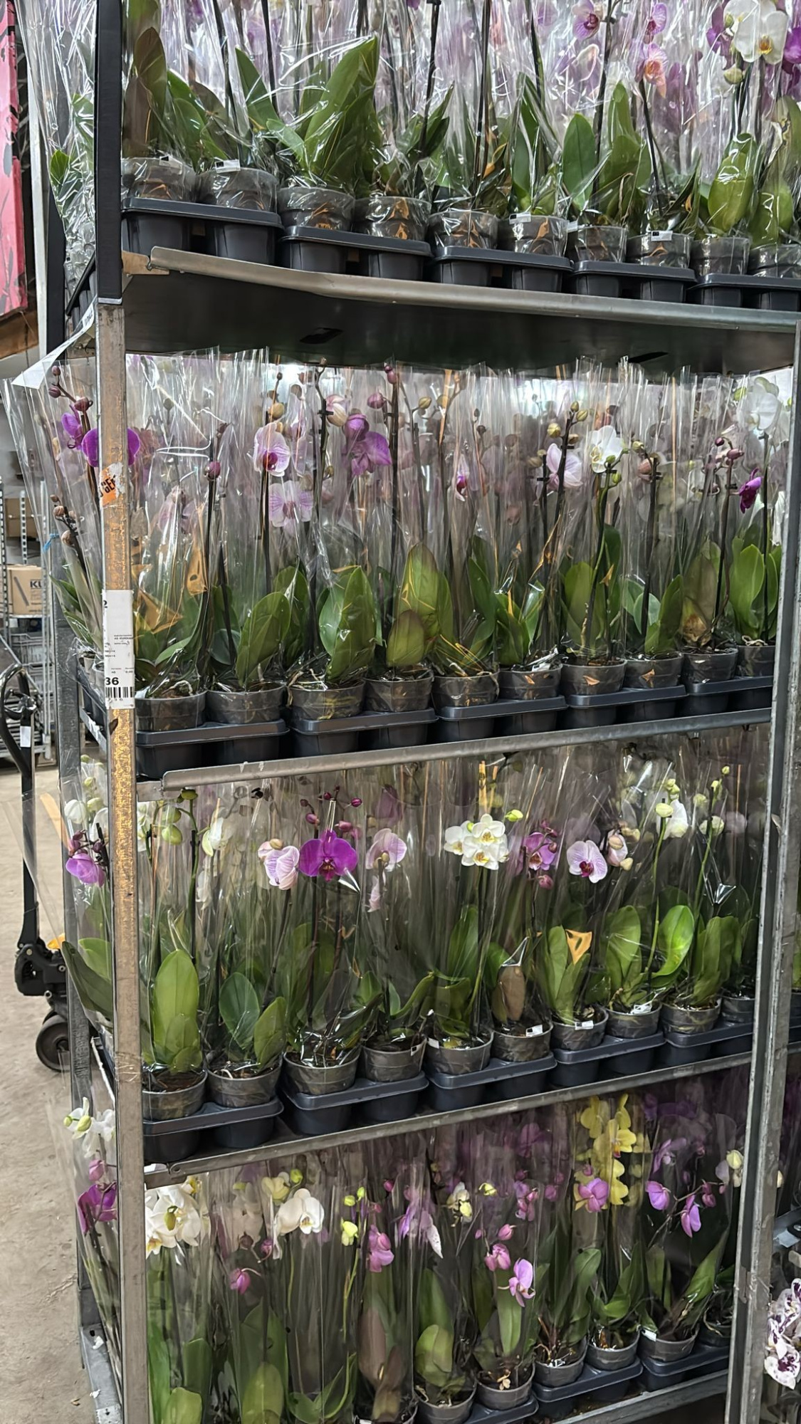 Phalaenopsis gemengd 2 Tak Mix A2 shorty, D 12 cm