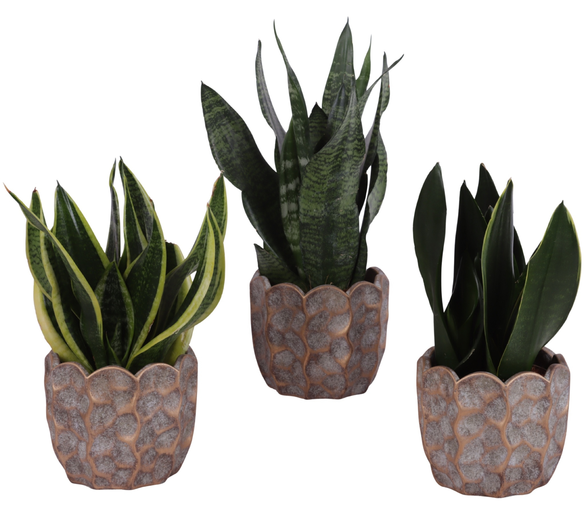 Sansevieria mix Ø12cm in Ø15cm Ceramic PL670, D 15
