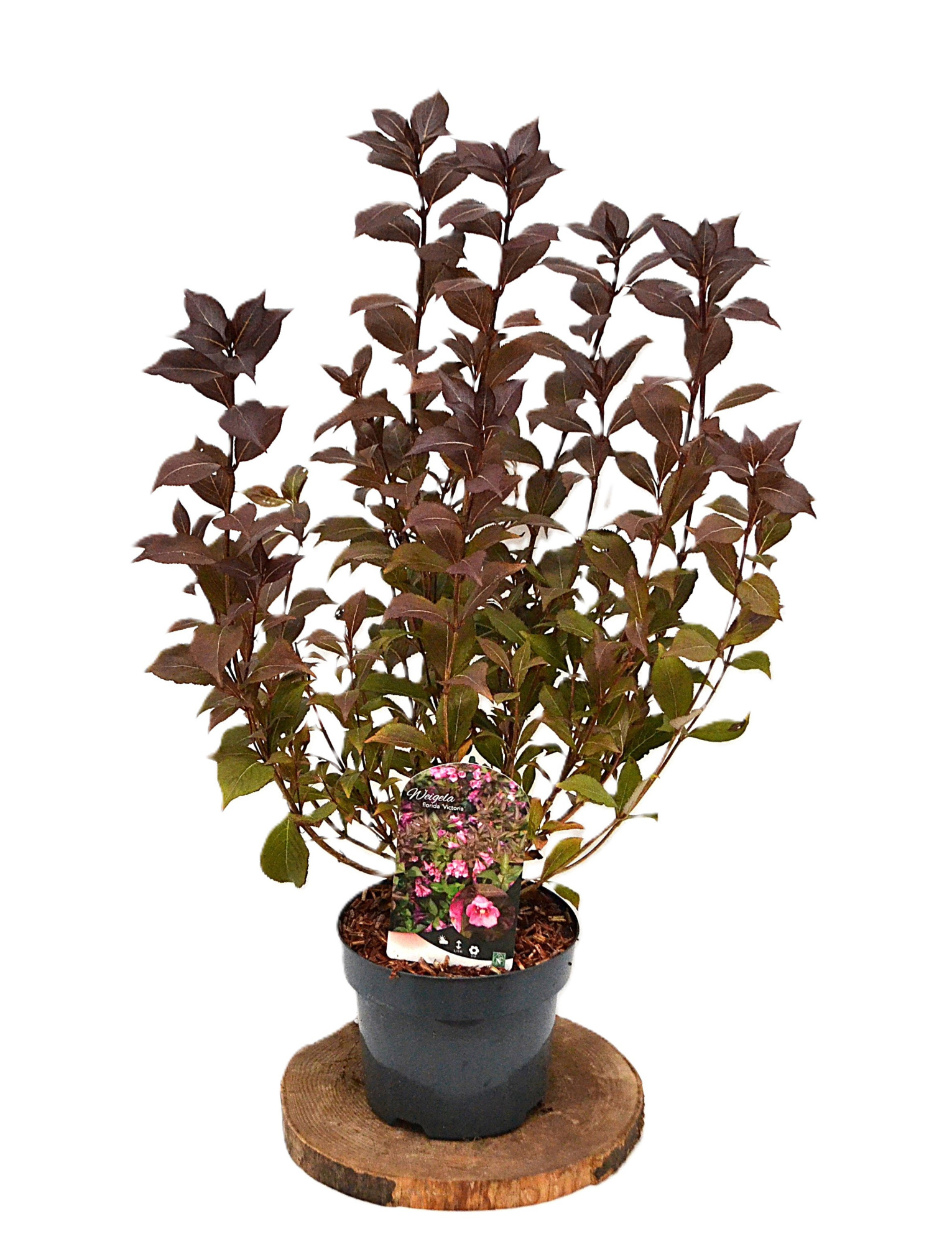 Weigela florida Victoria C3, D 19