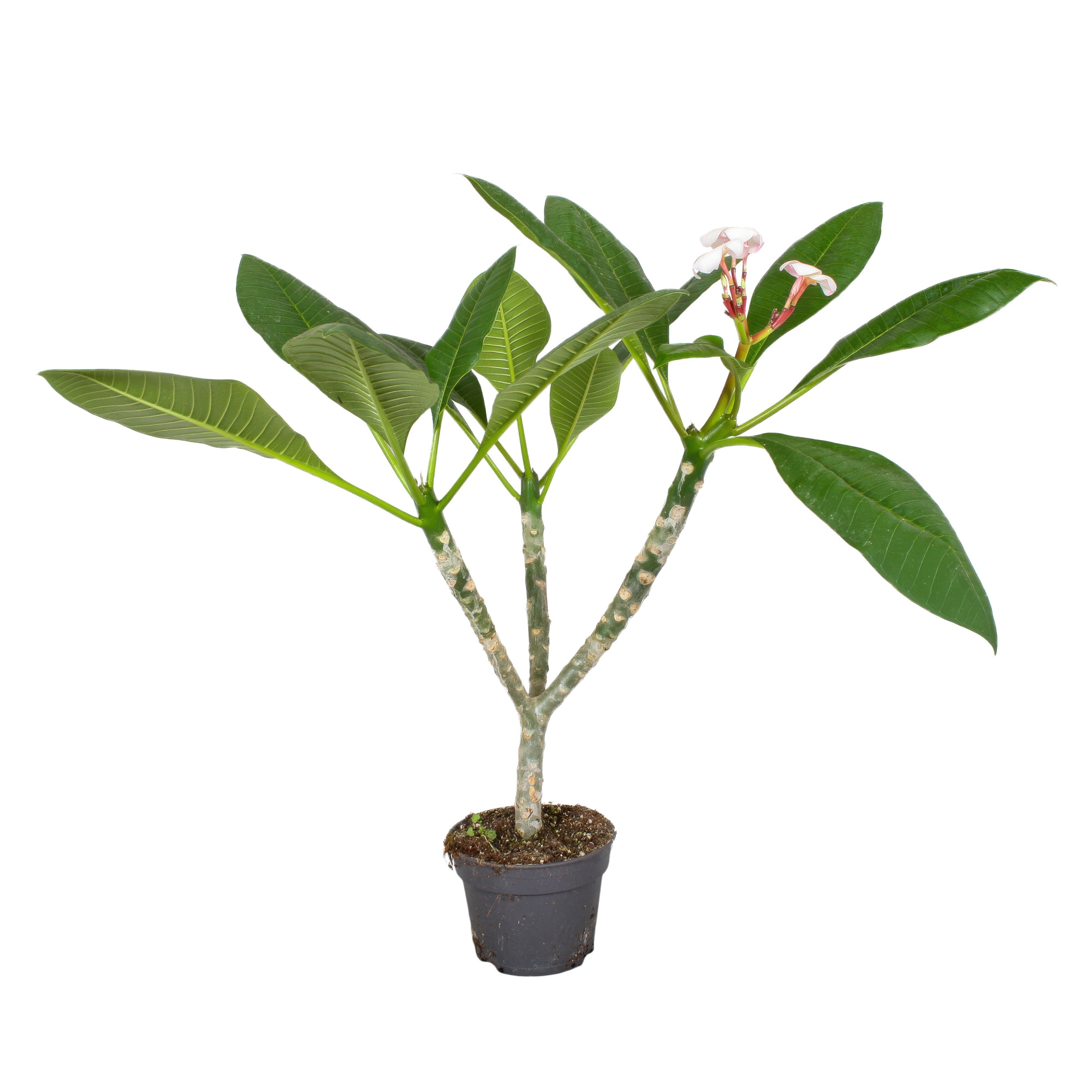 Plumeria Hawaiian 2/3 vertakt wit, D 17 cm