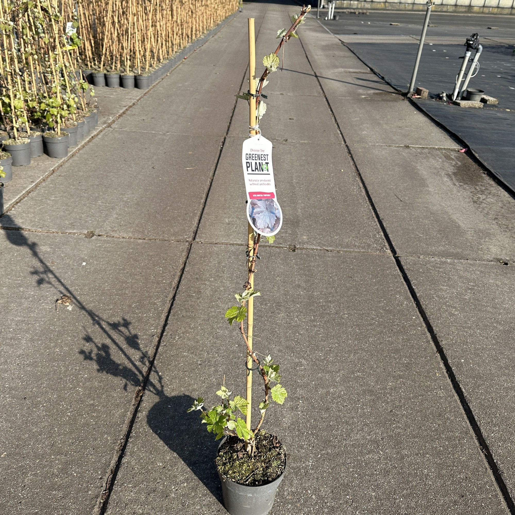 Vitis vin. 'Purpurea' - gestokt, D 17