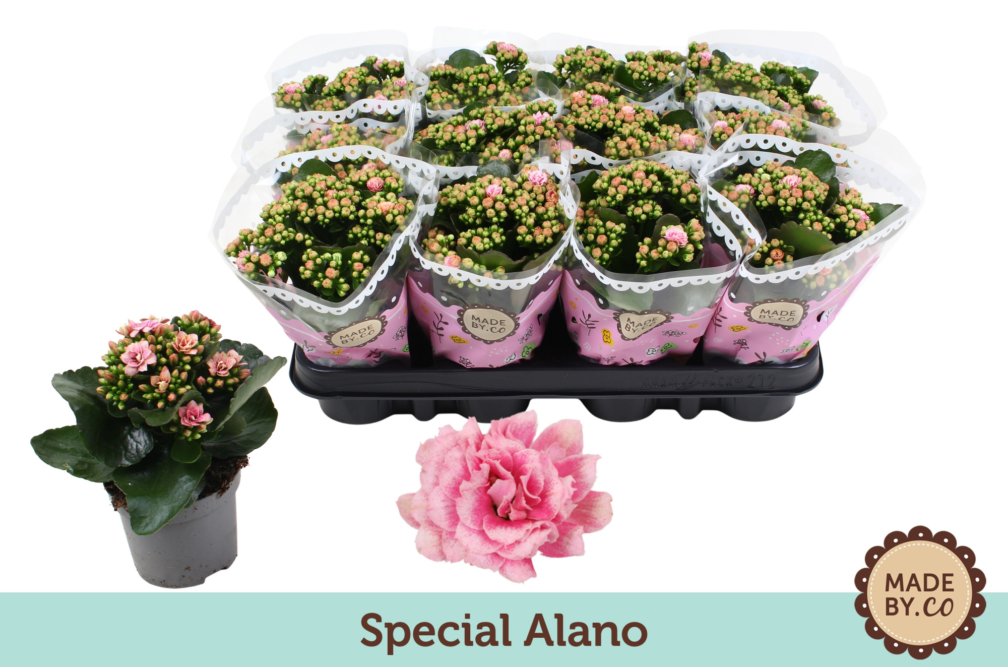 Kalanchoë Special Alano, D 9