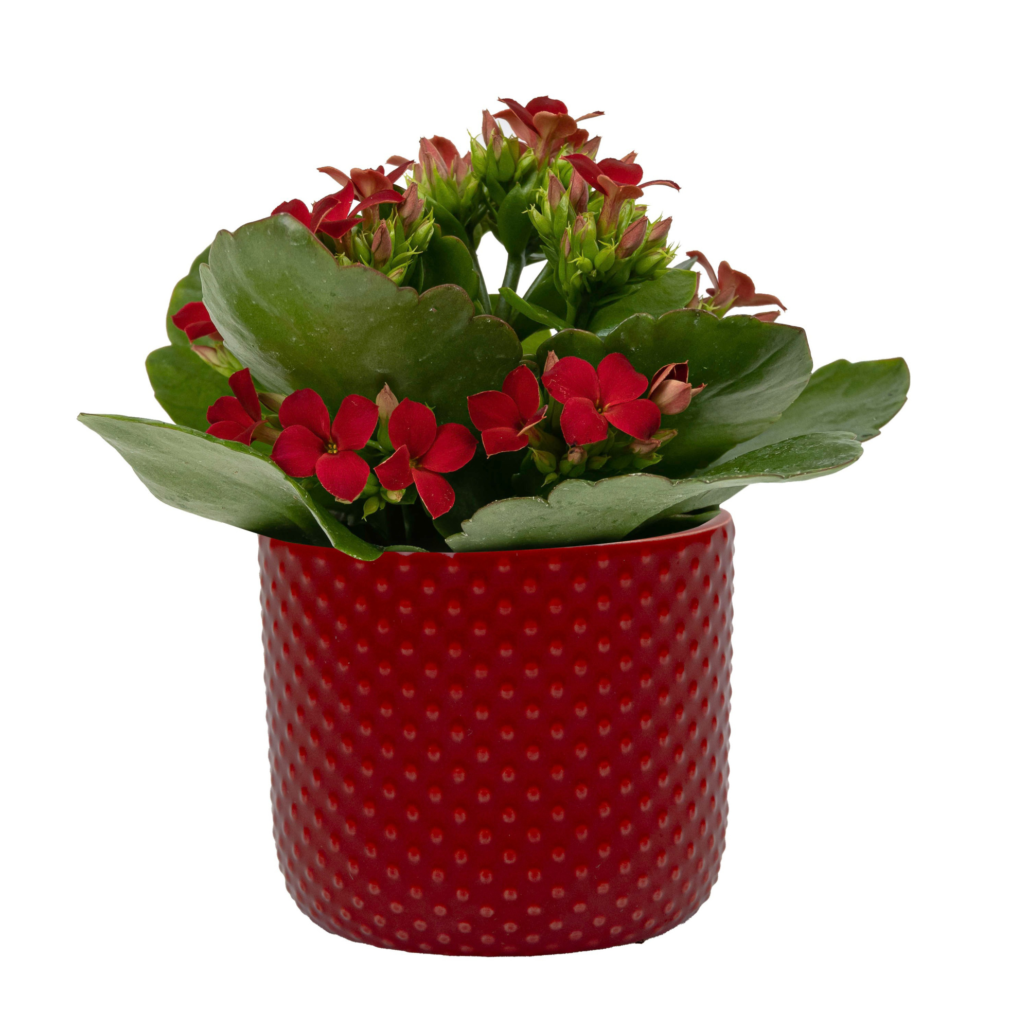 Darwin Red with Kalanchoe, D 6