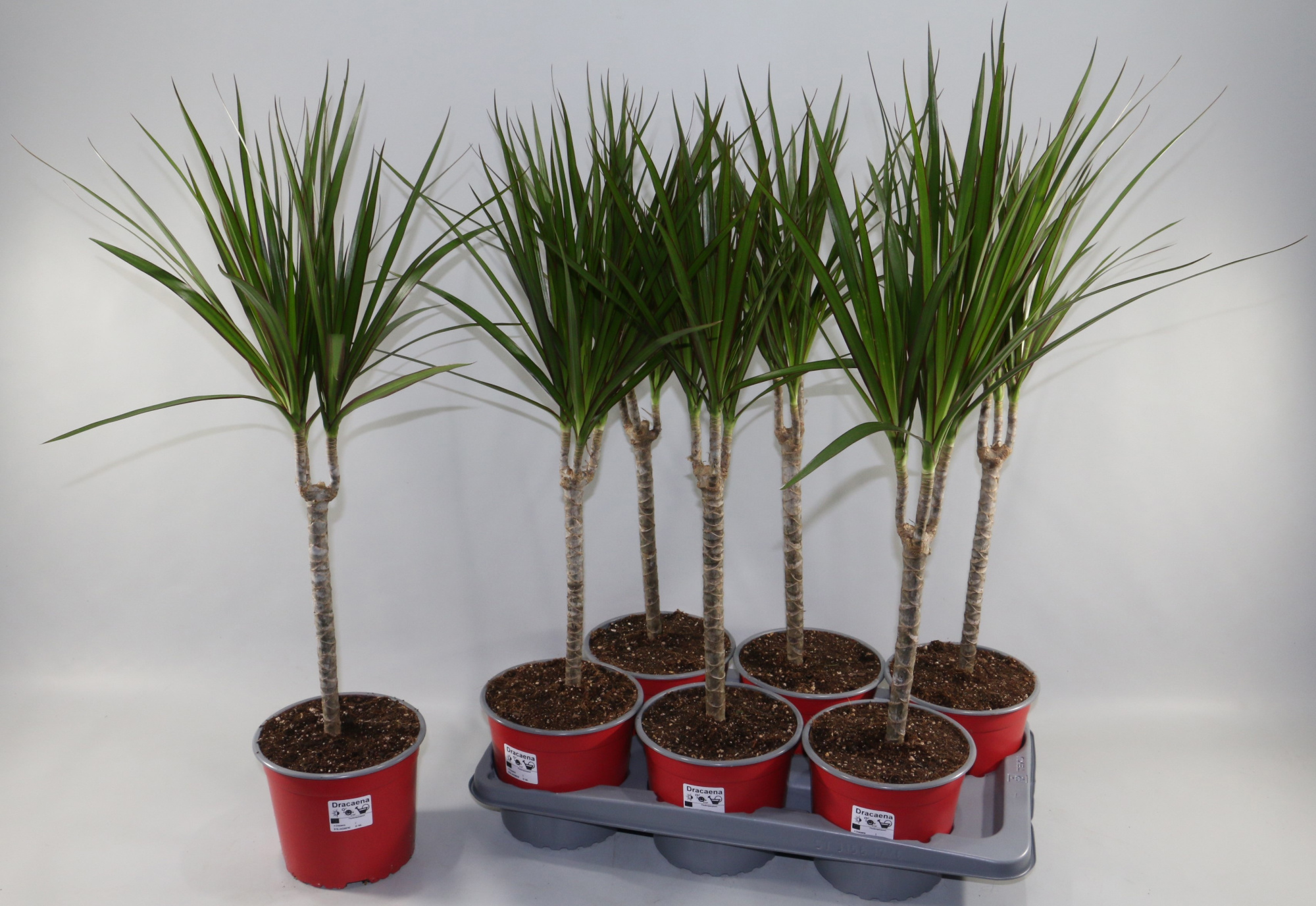 Dracaena Magrinata Single Stam 3+ kop, D 17