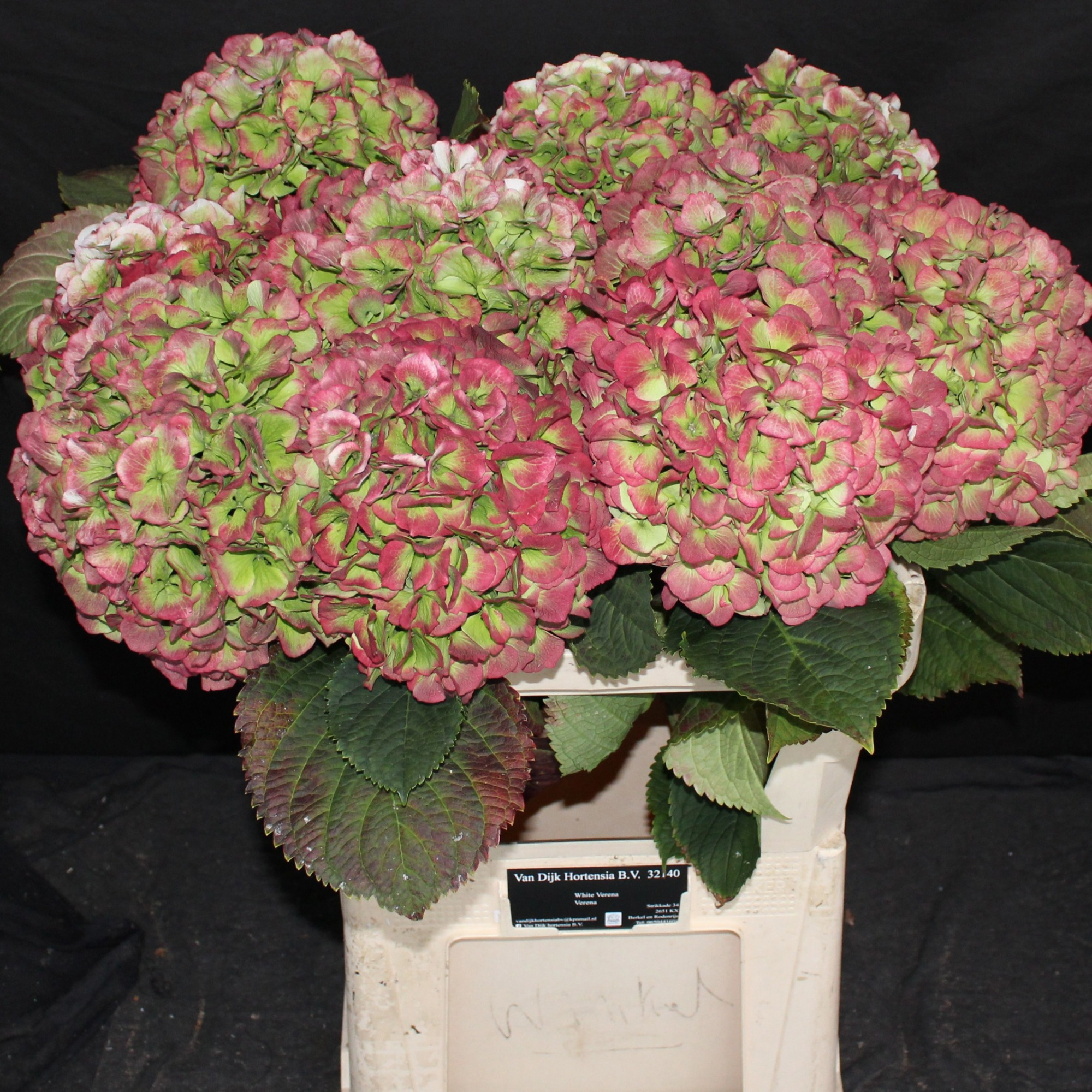 Гортензия Верена Классик 80, шт.