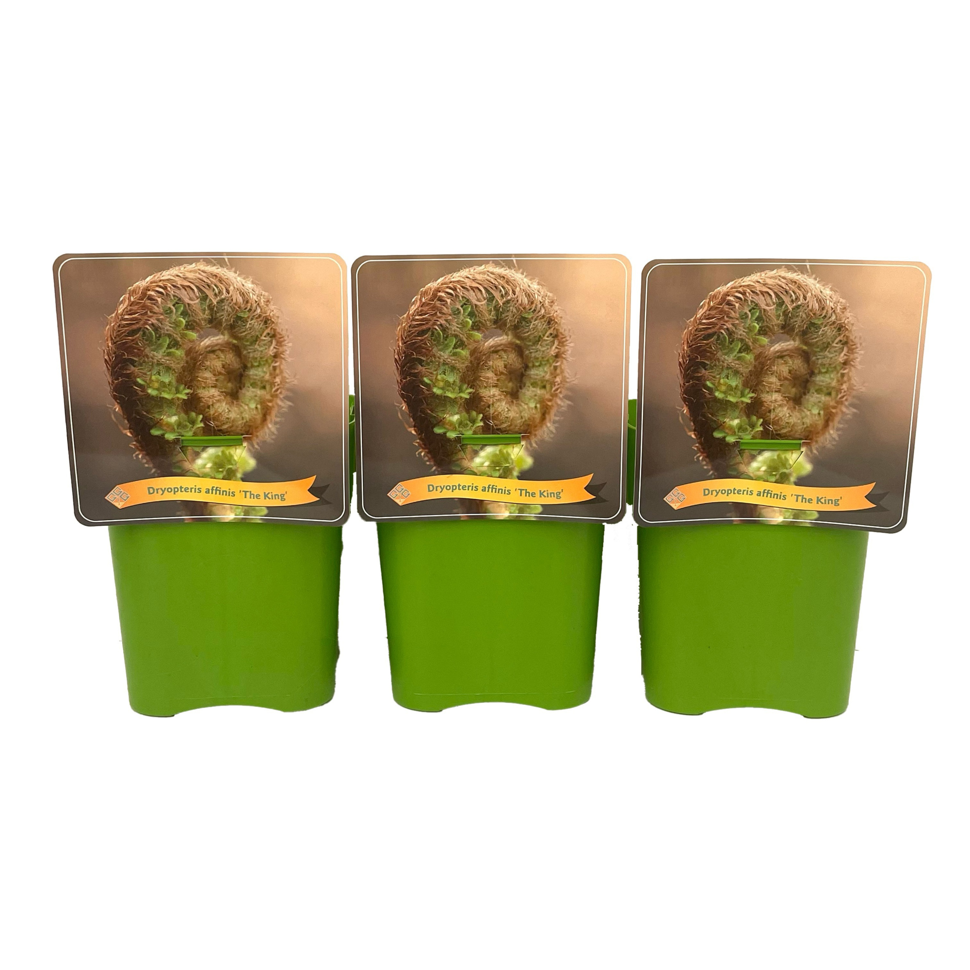 Dryopteris affinis 'The King' C5, D 21 cm