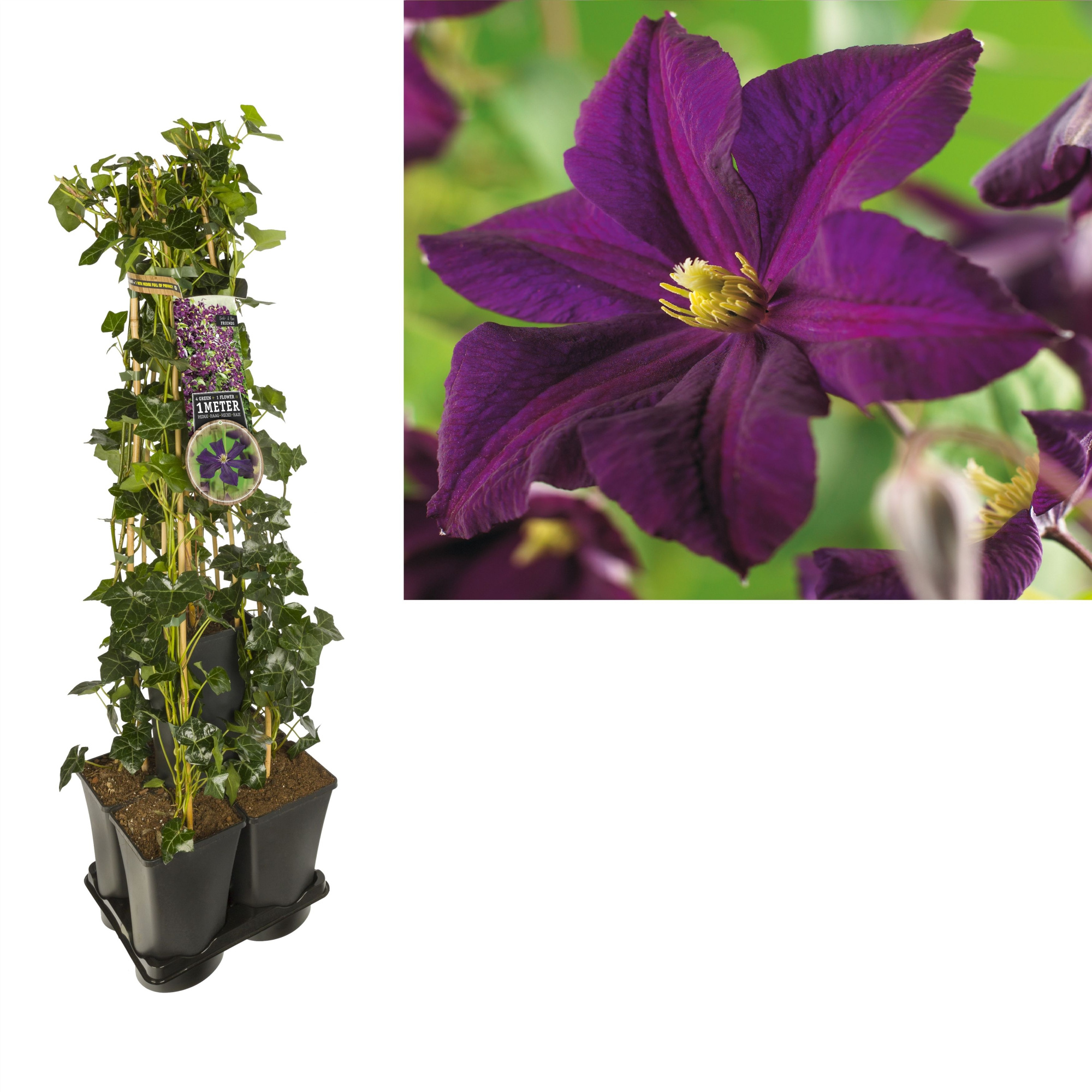 1 m. privacy mix Hedera + Clematis 'Romantika' +label, D 17 cm