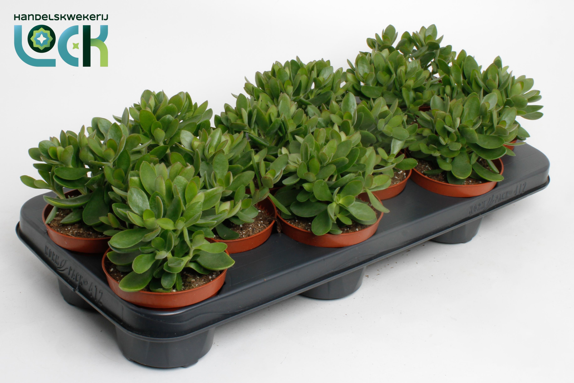 Crassula Moneymaker, D 10,5