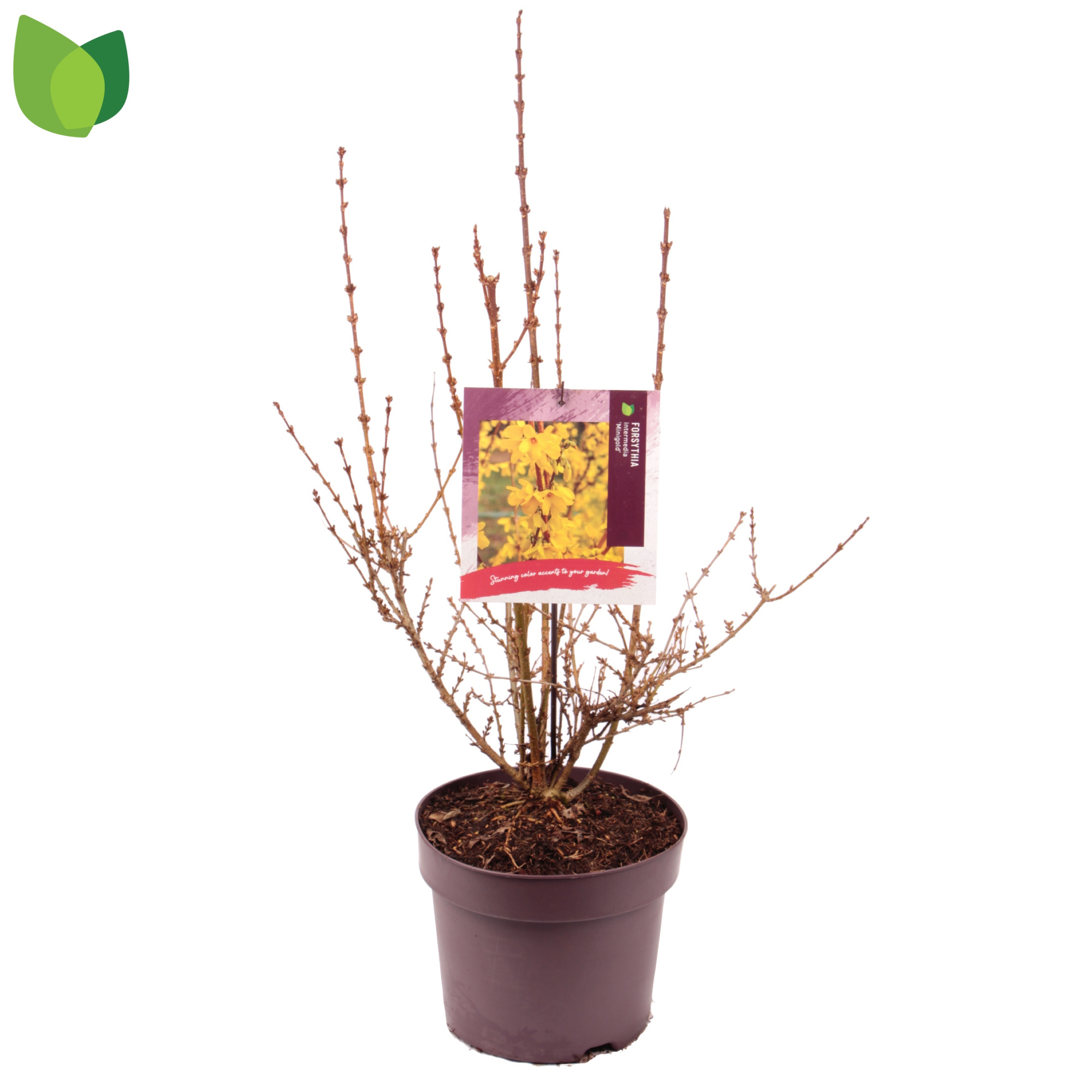 Forsythia intermedia 'Minigold' C7,5/P26, D 26