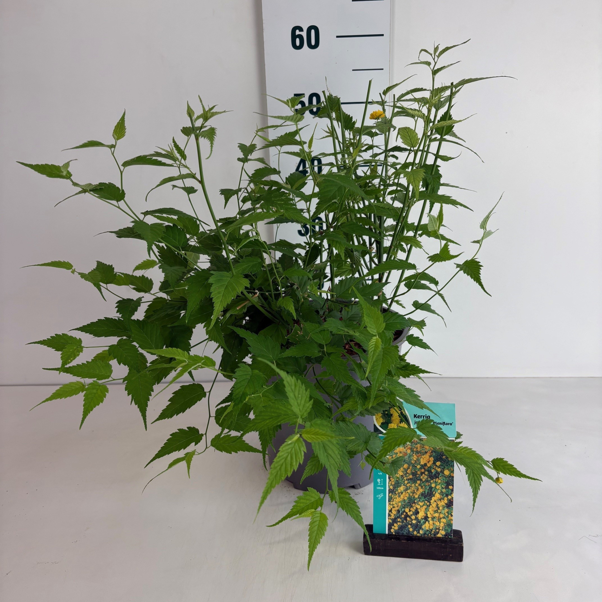 Kerria jap. 'Pleniflora', D 24 cm