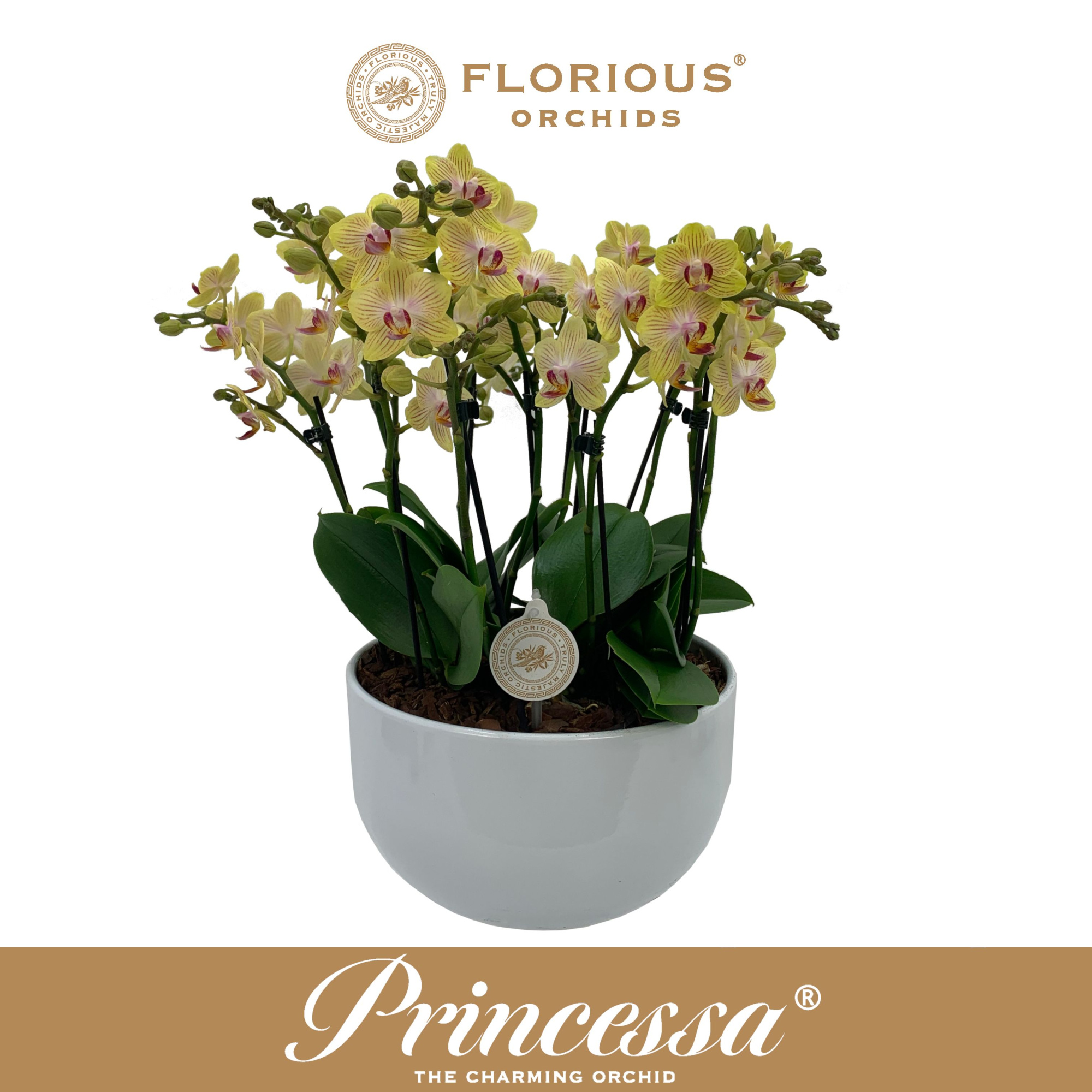 No25 Bowl 10 Tak Geel, D 25