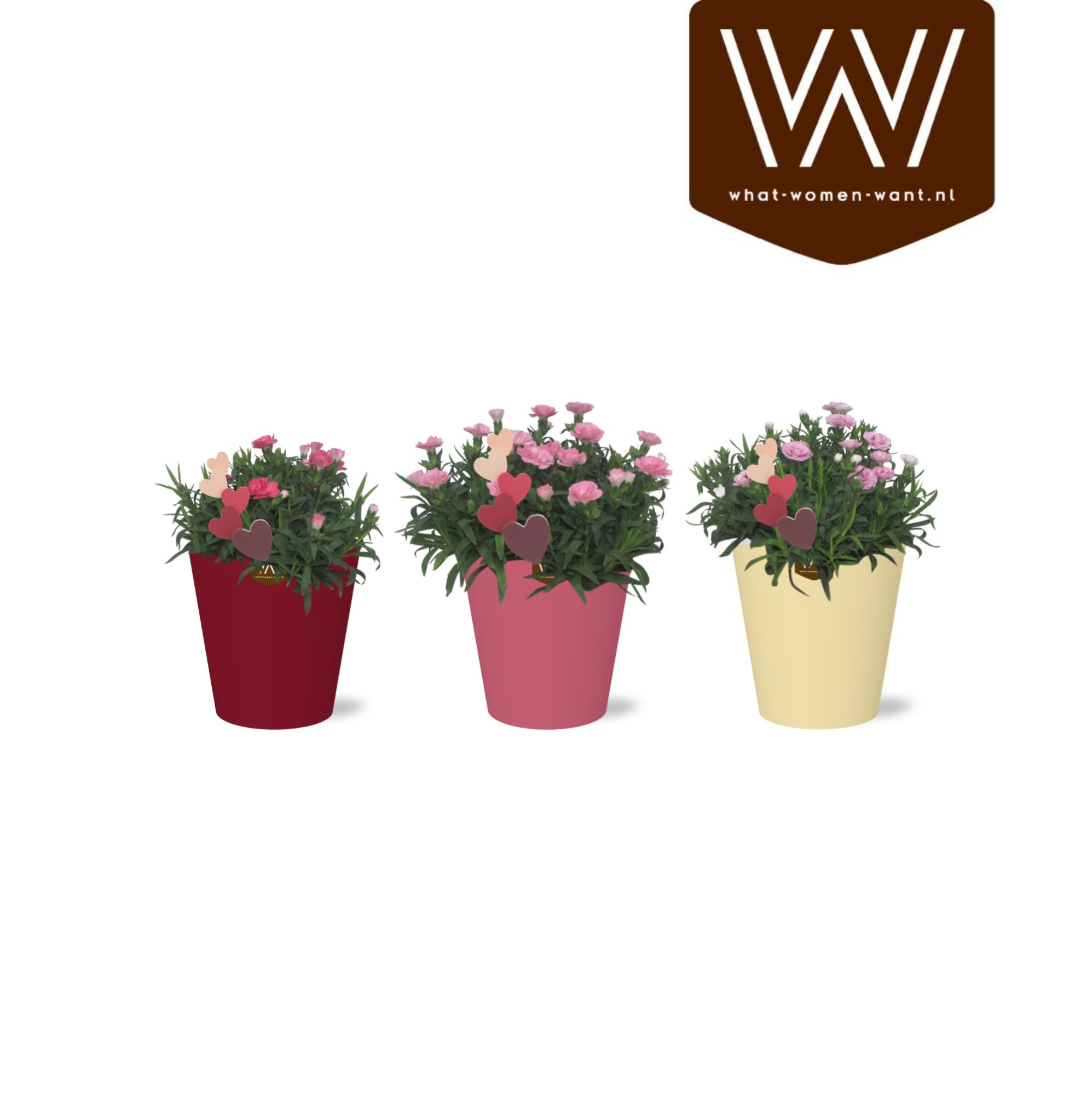 Dianthus Oscar in gekleurd lotte keramiek met Bijsteker, D 14