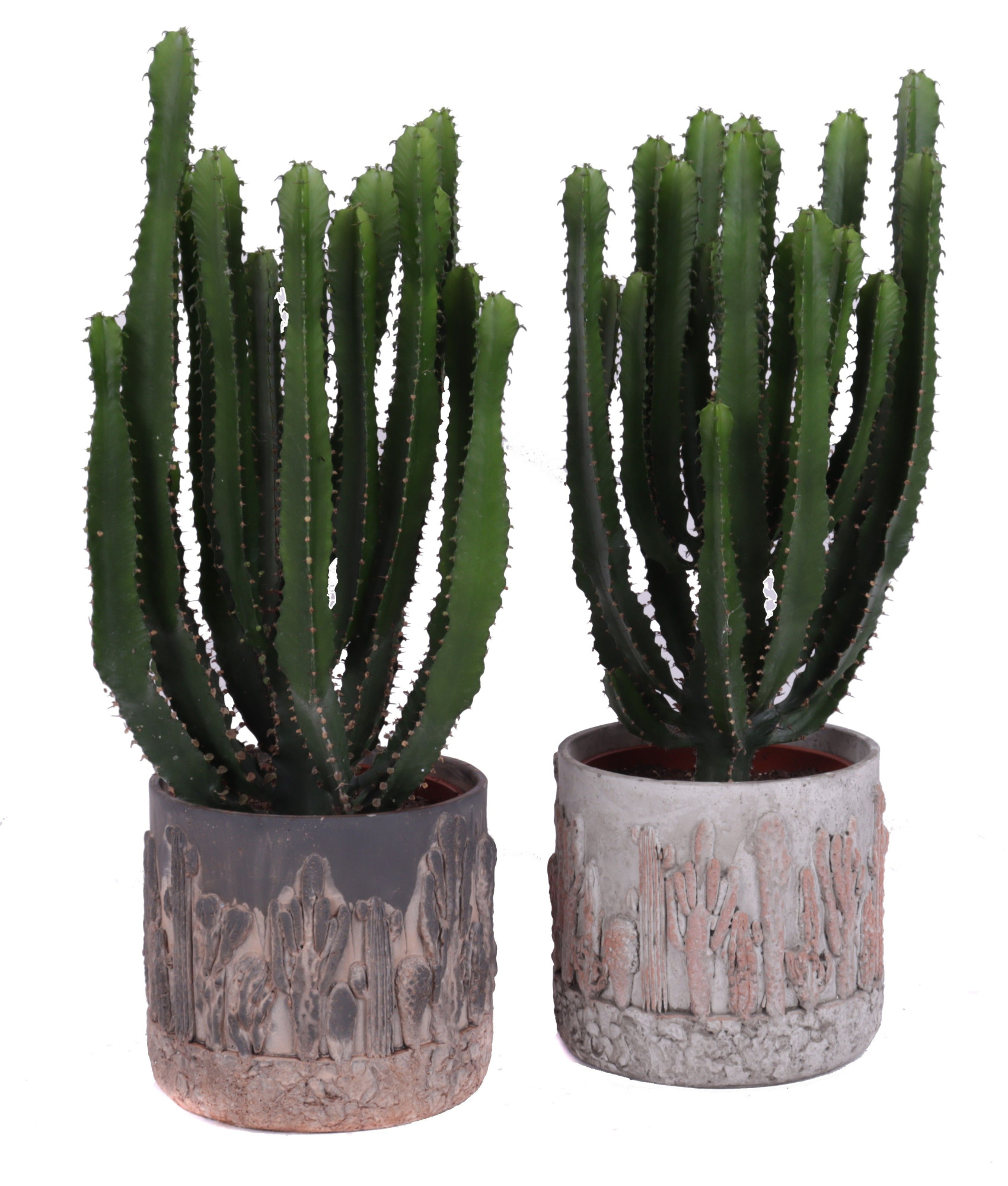 Euphorbia triangularis 17 cm in tacana pot, D 20 cm