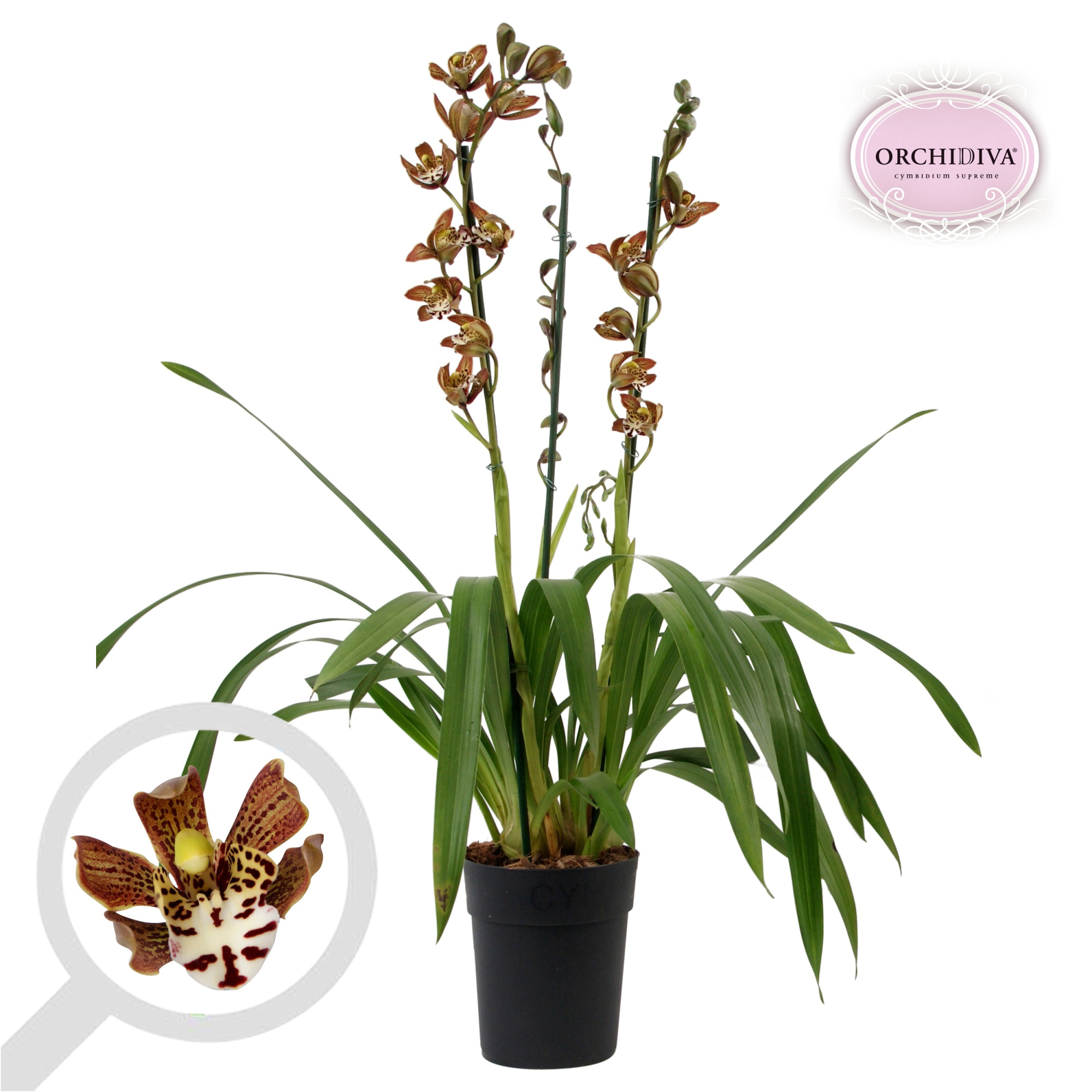 Cymbidium Magic Chocolate 3-4 tak, D 14