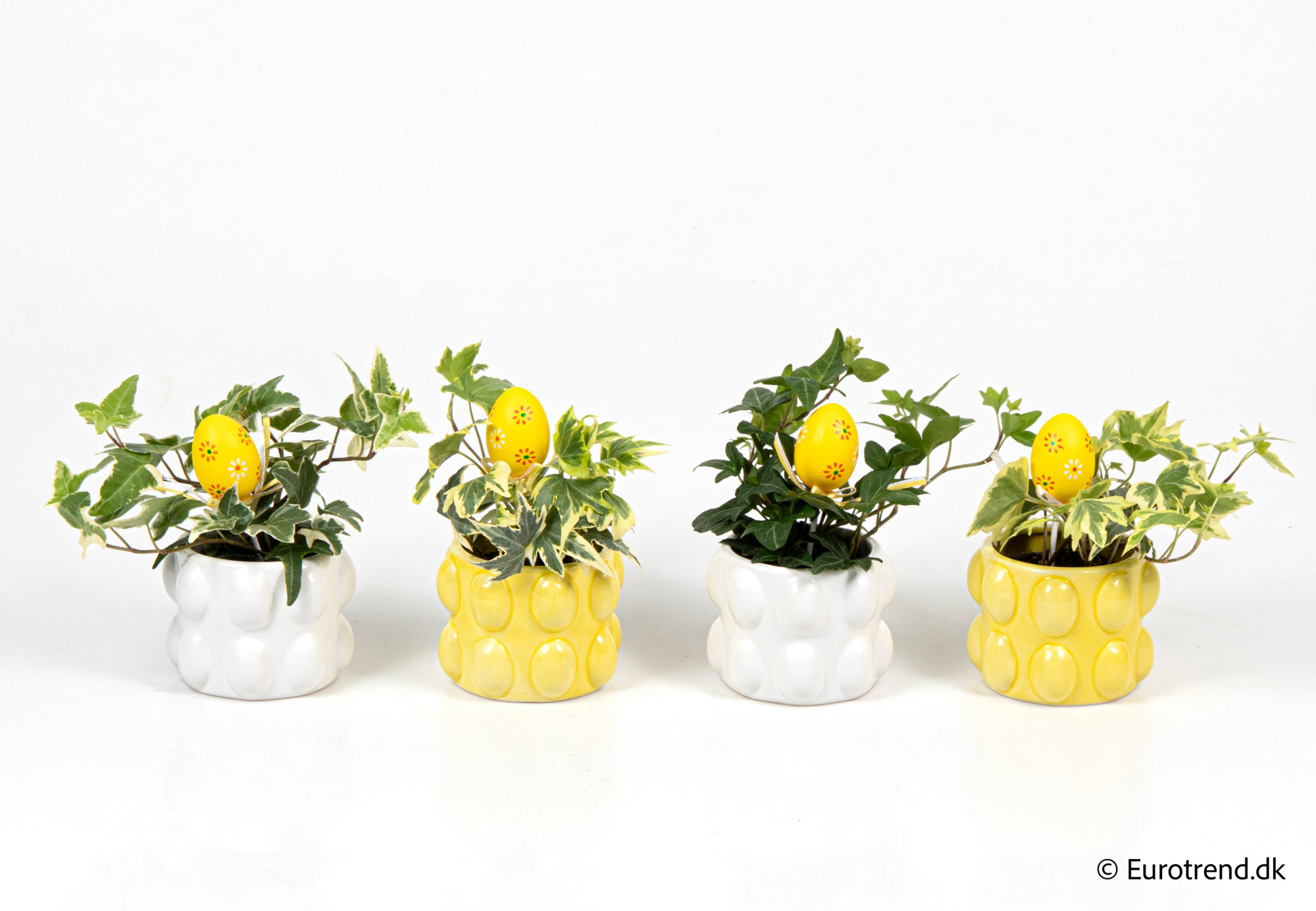 Hedera in Easter ceramic 2026, D 6