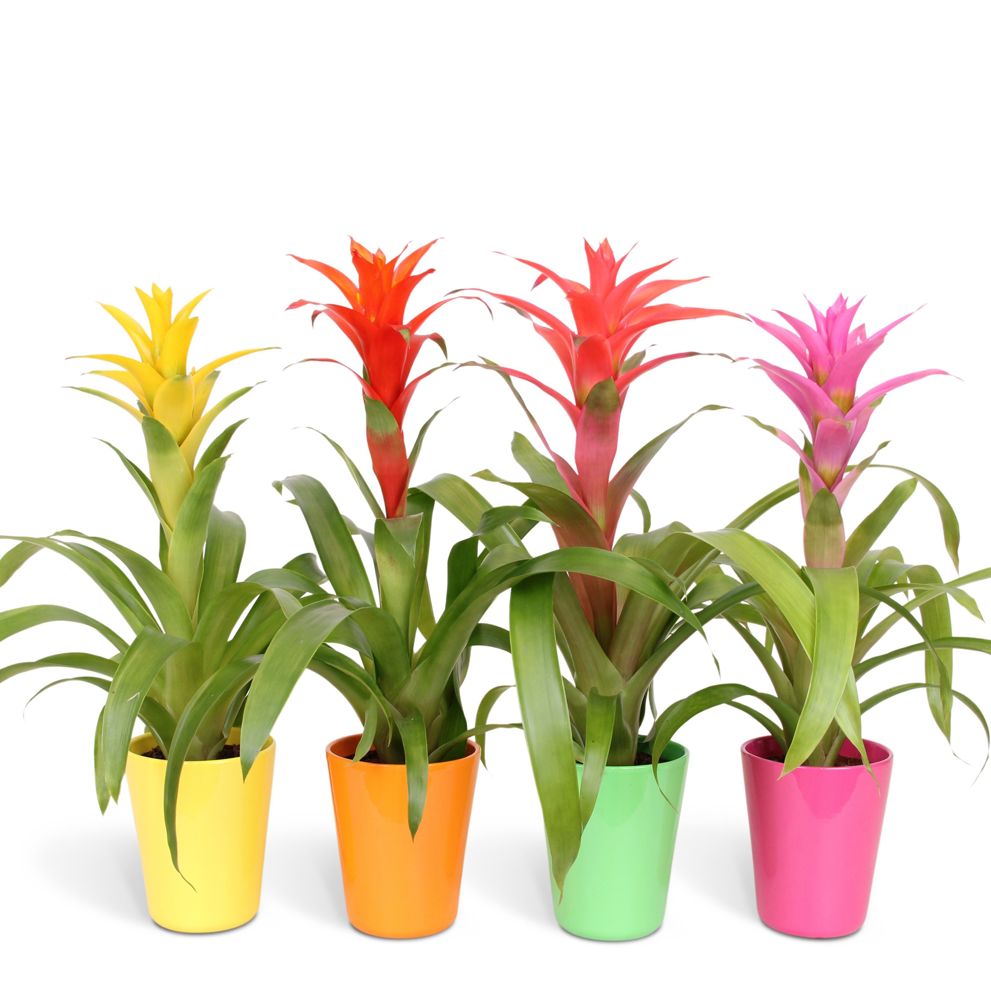 Guzmania Mix - 12cm in Florence, D 13 cm