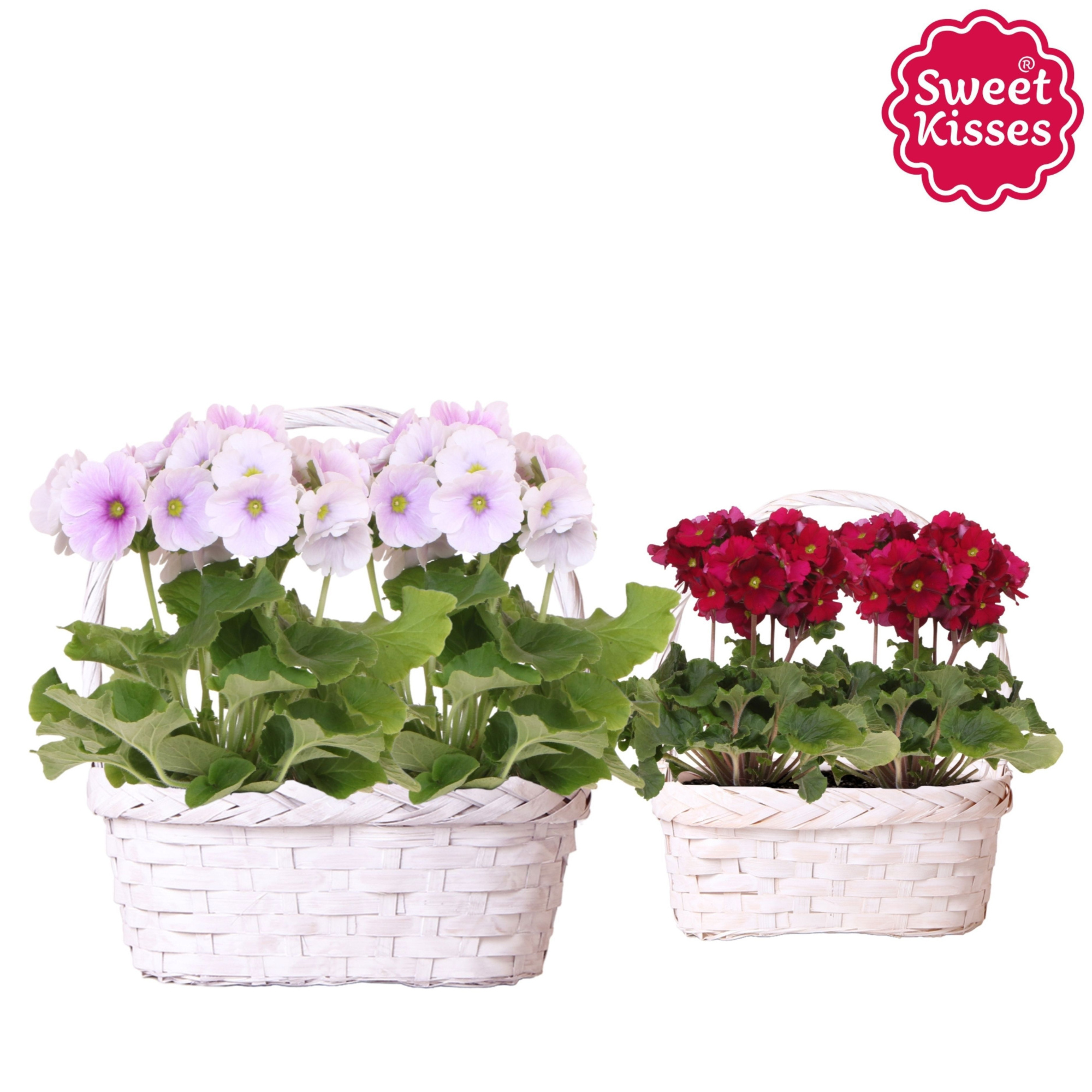 Primula Obconica Sweet Kisses mix in Duomand twins mix, D 24