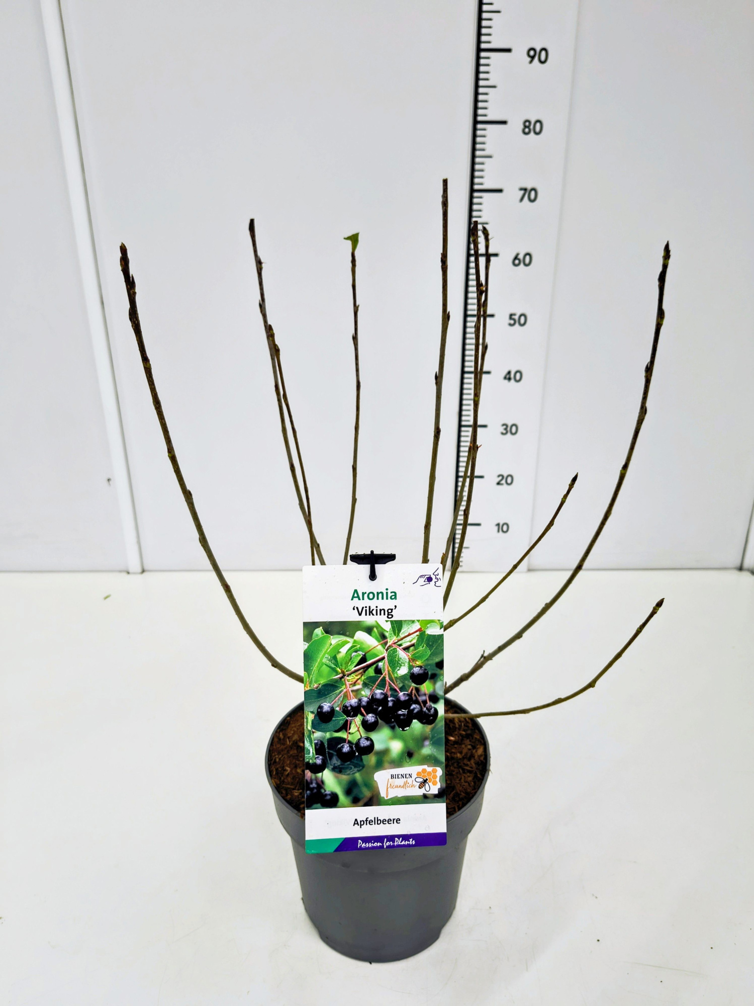 Aronia mel. 'Viking' 40-60C5, D 23