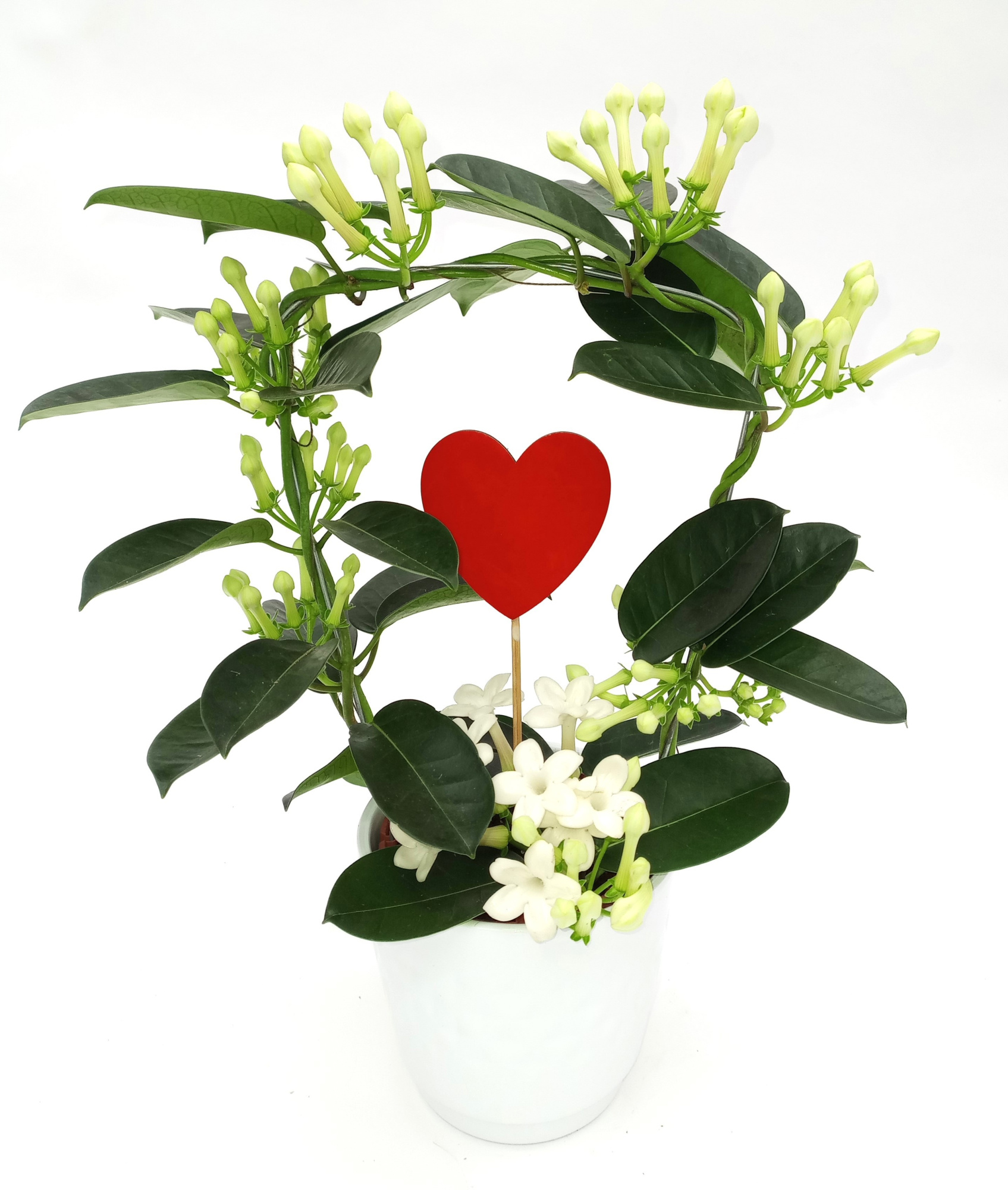 Fleur Parfum 10-13 ker. Tulp met Hart, D 12