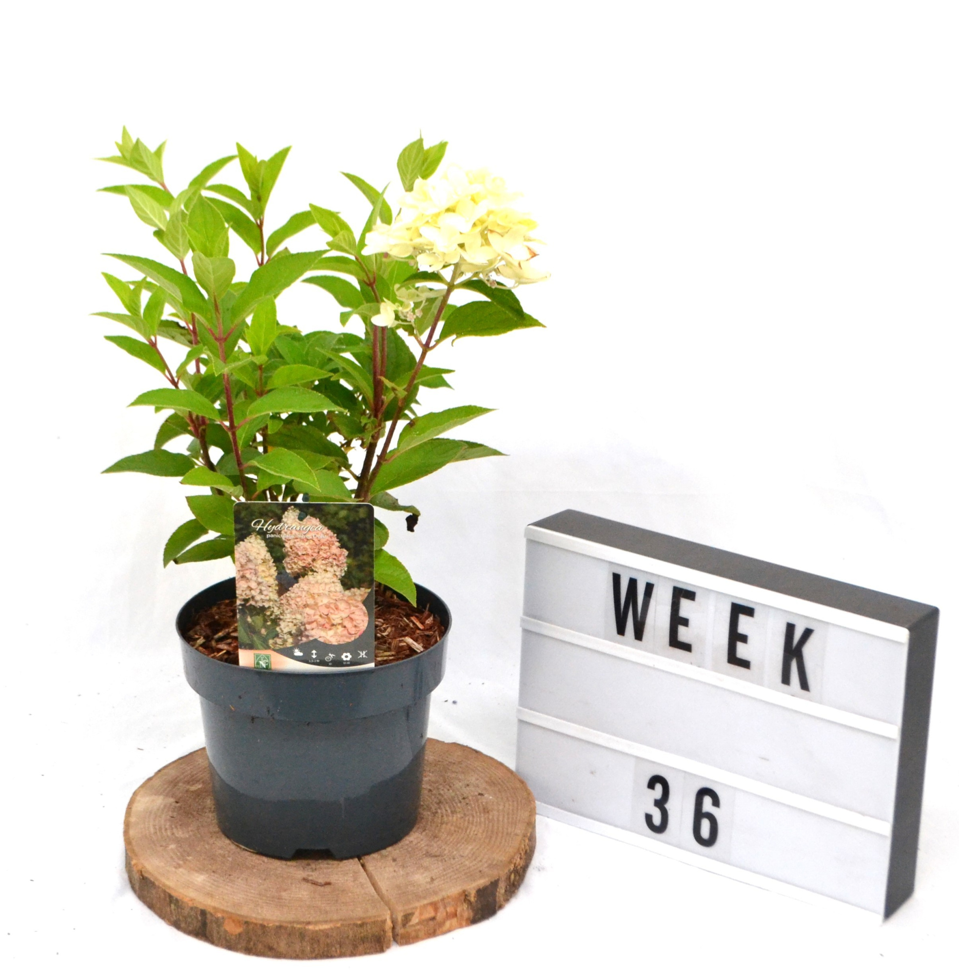 Hydrangea paniculata Silver Dollar C 40-50, D 19 cm