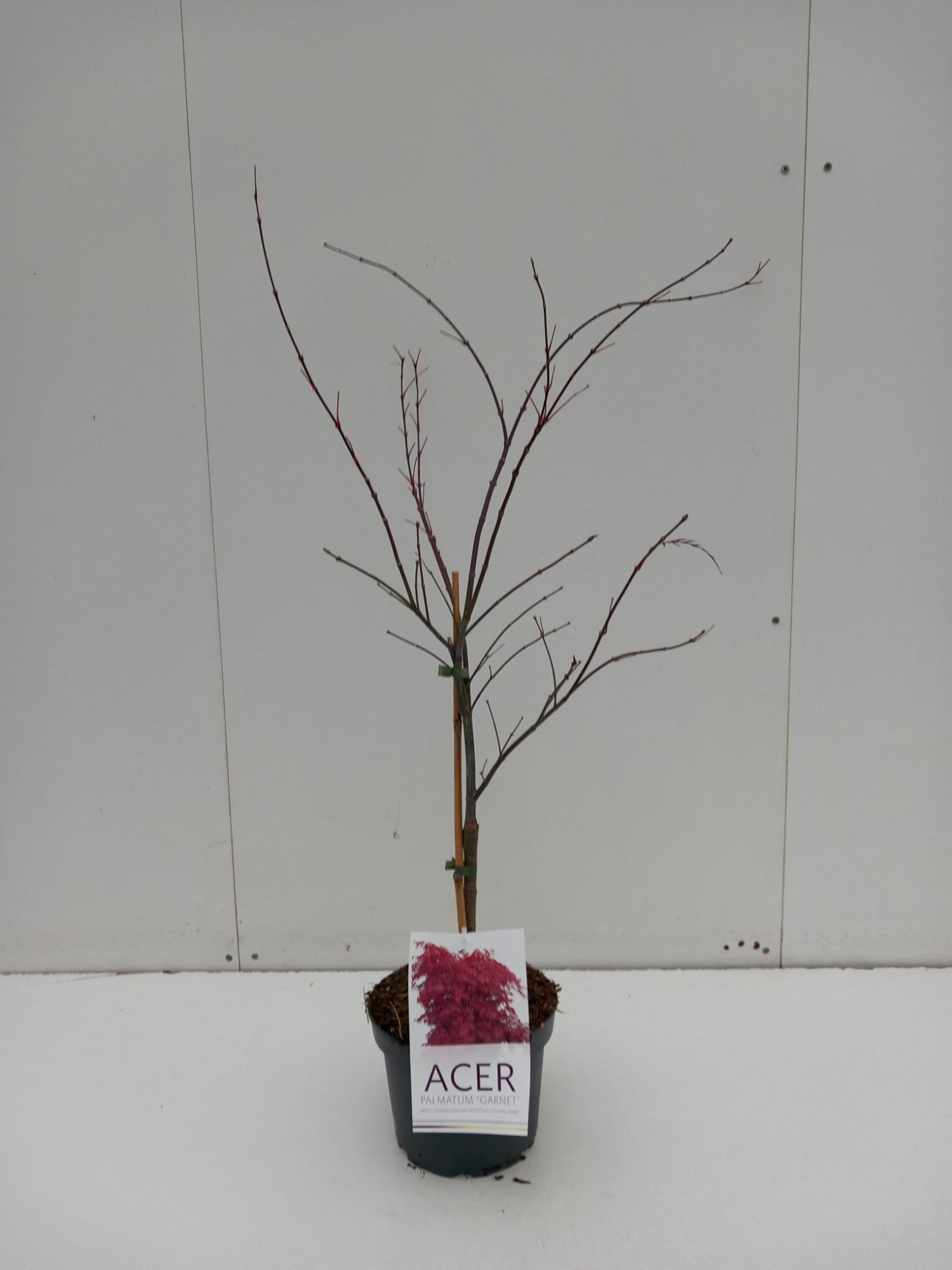 Acer palmatum Garnet, D 21