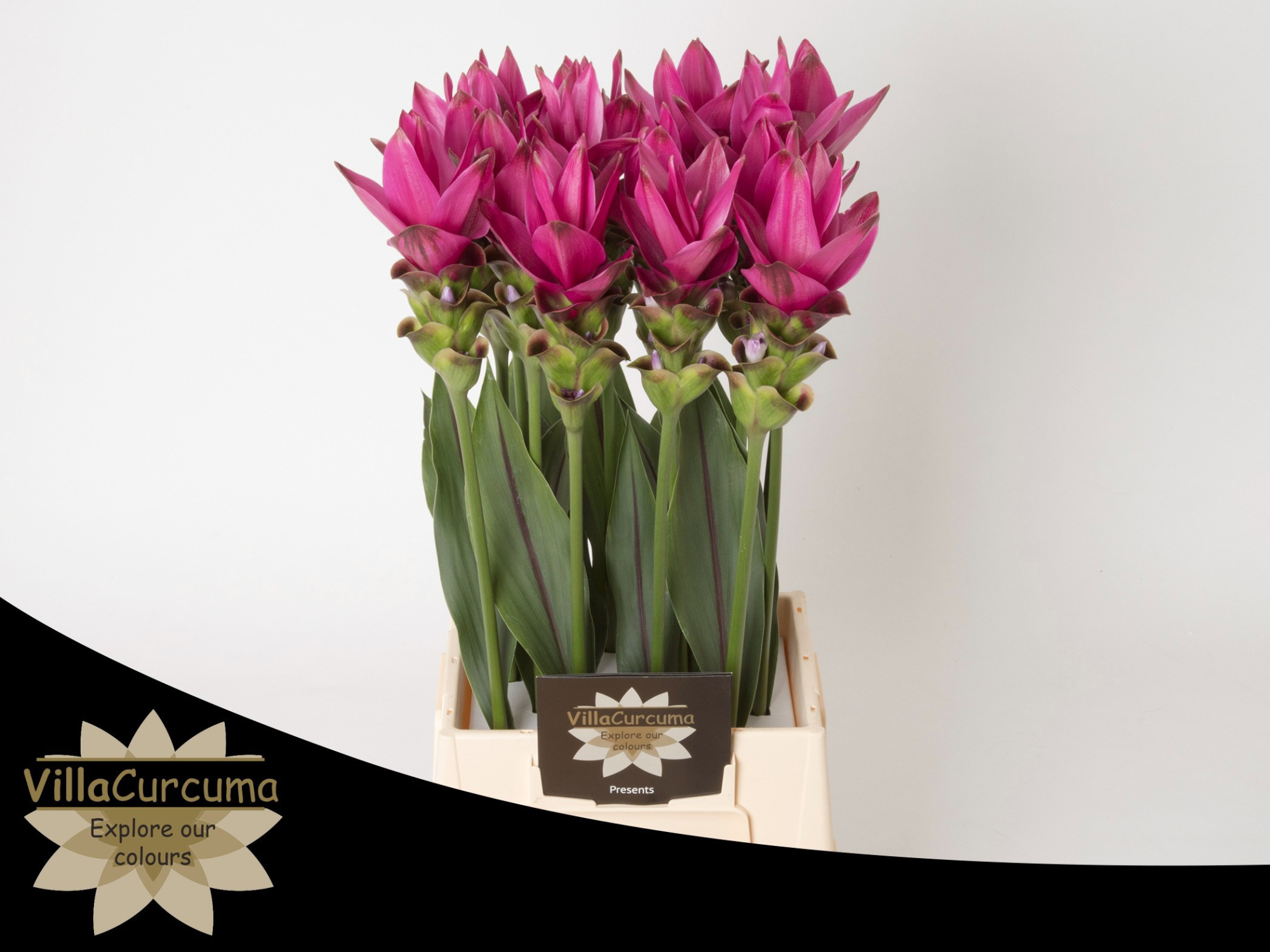 Куркума Сиам Соул 60, шт.