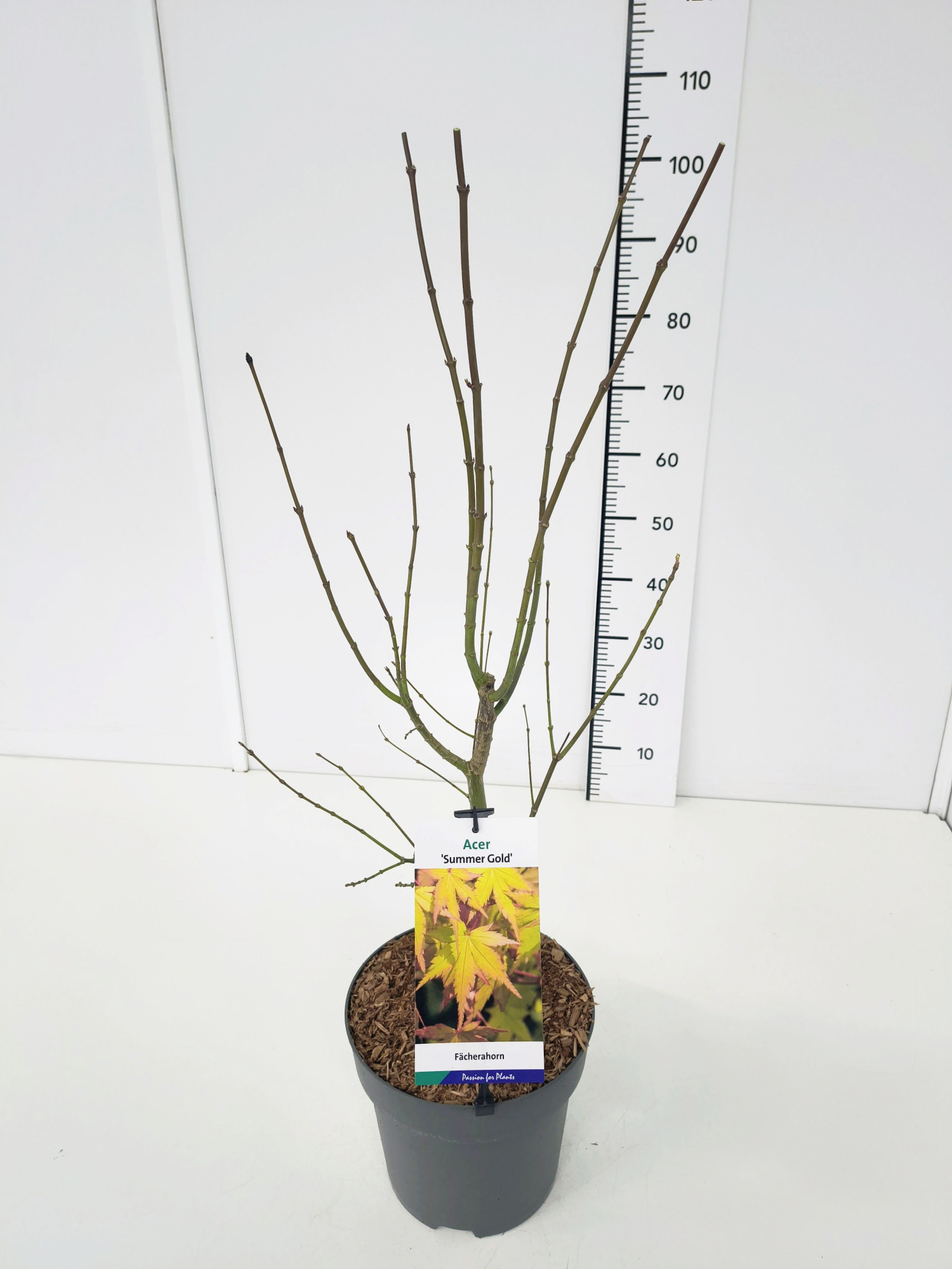 Acer palm. 'Summer Gold' 50-60C7, D 25