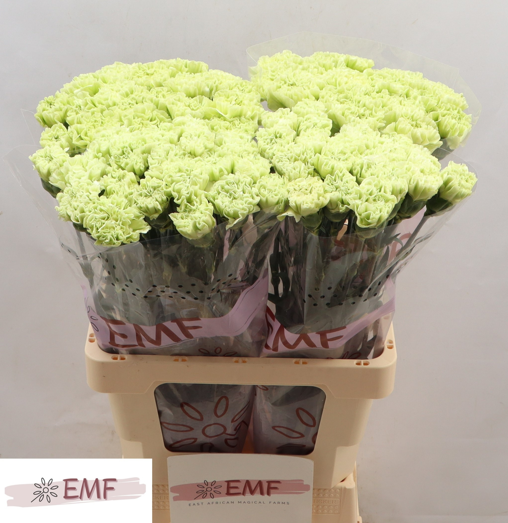 Диантус од. Алессандрия, шт.