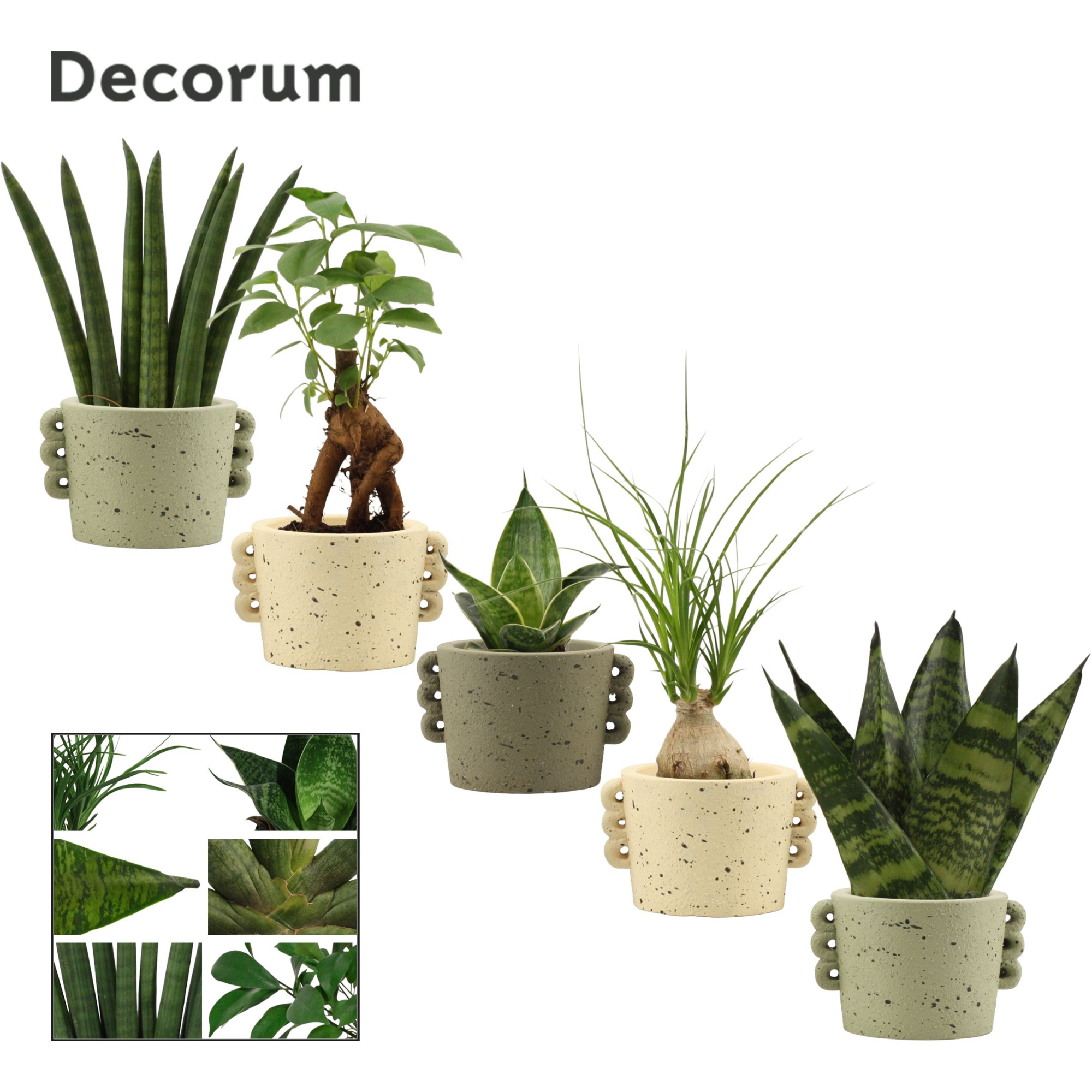 Groenmix mini in Dione (Nature world-collection), D 6 cm