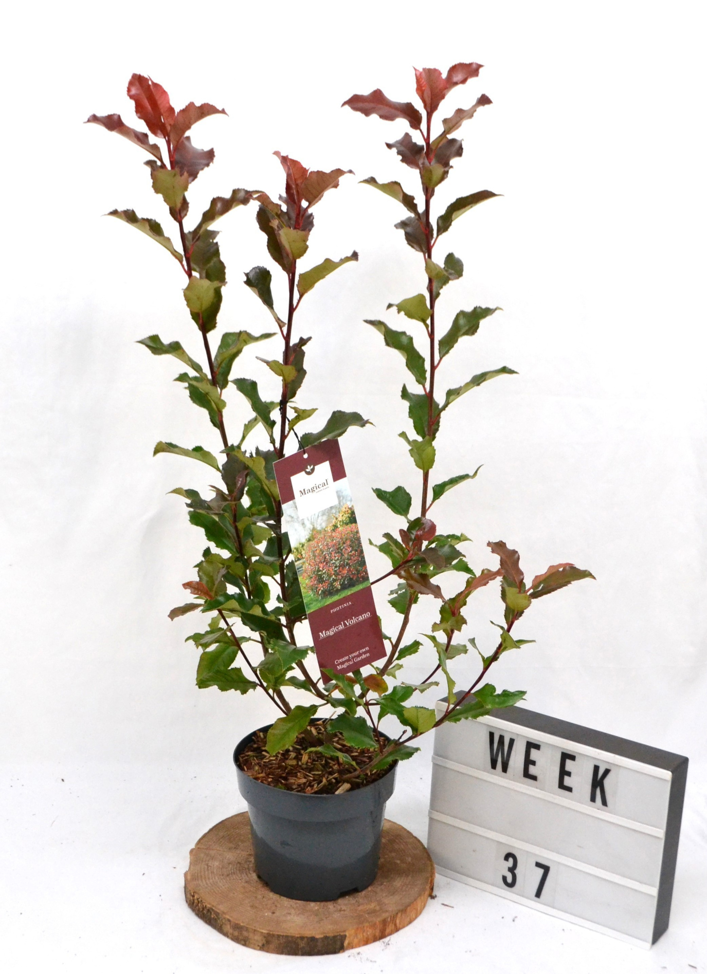 Photinia magical Volcano C3 40-60, D 19 cm