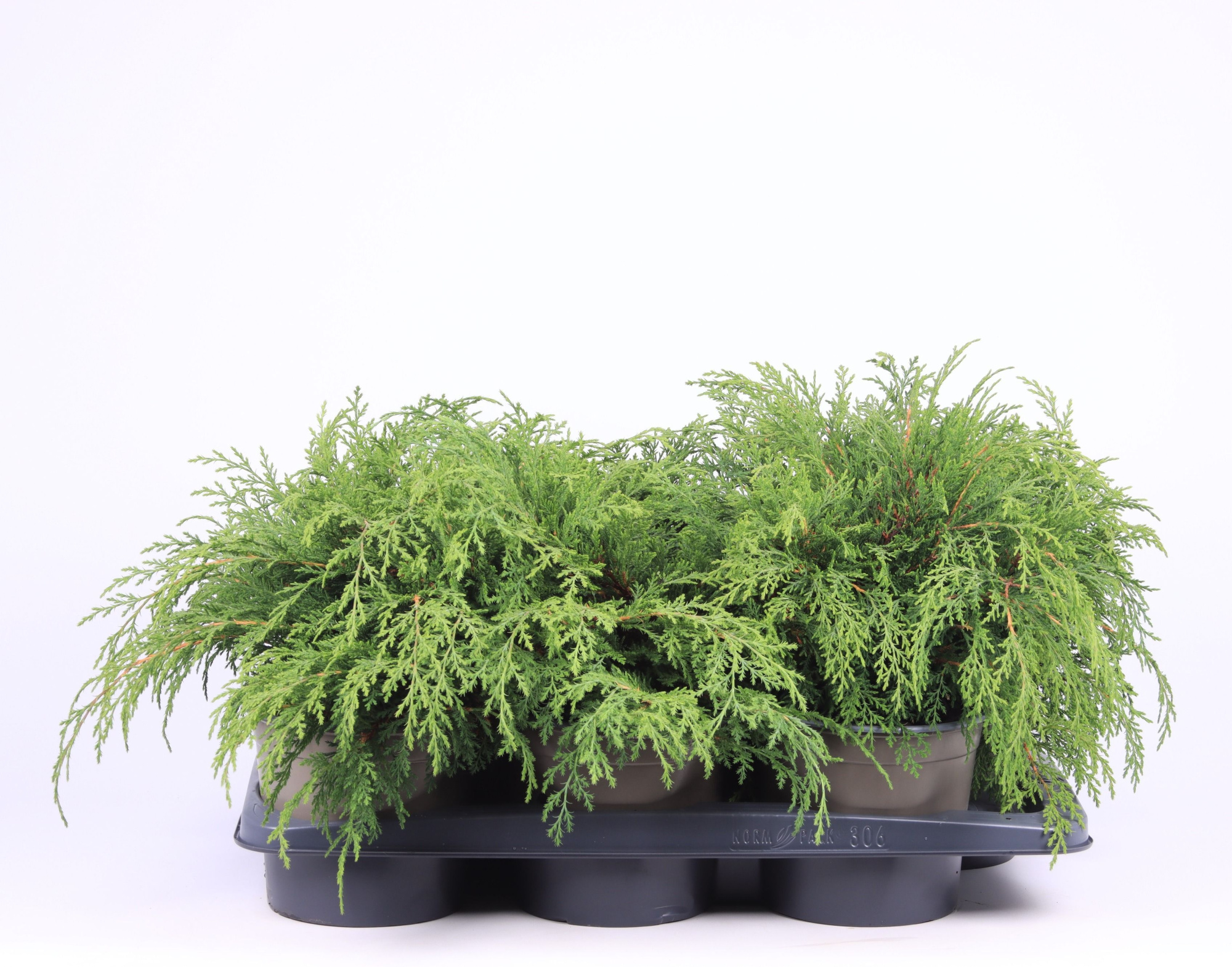 Microbiota decussata, D 17