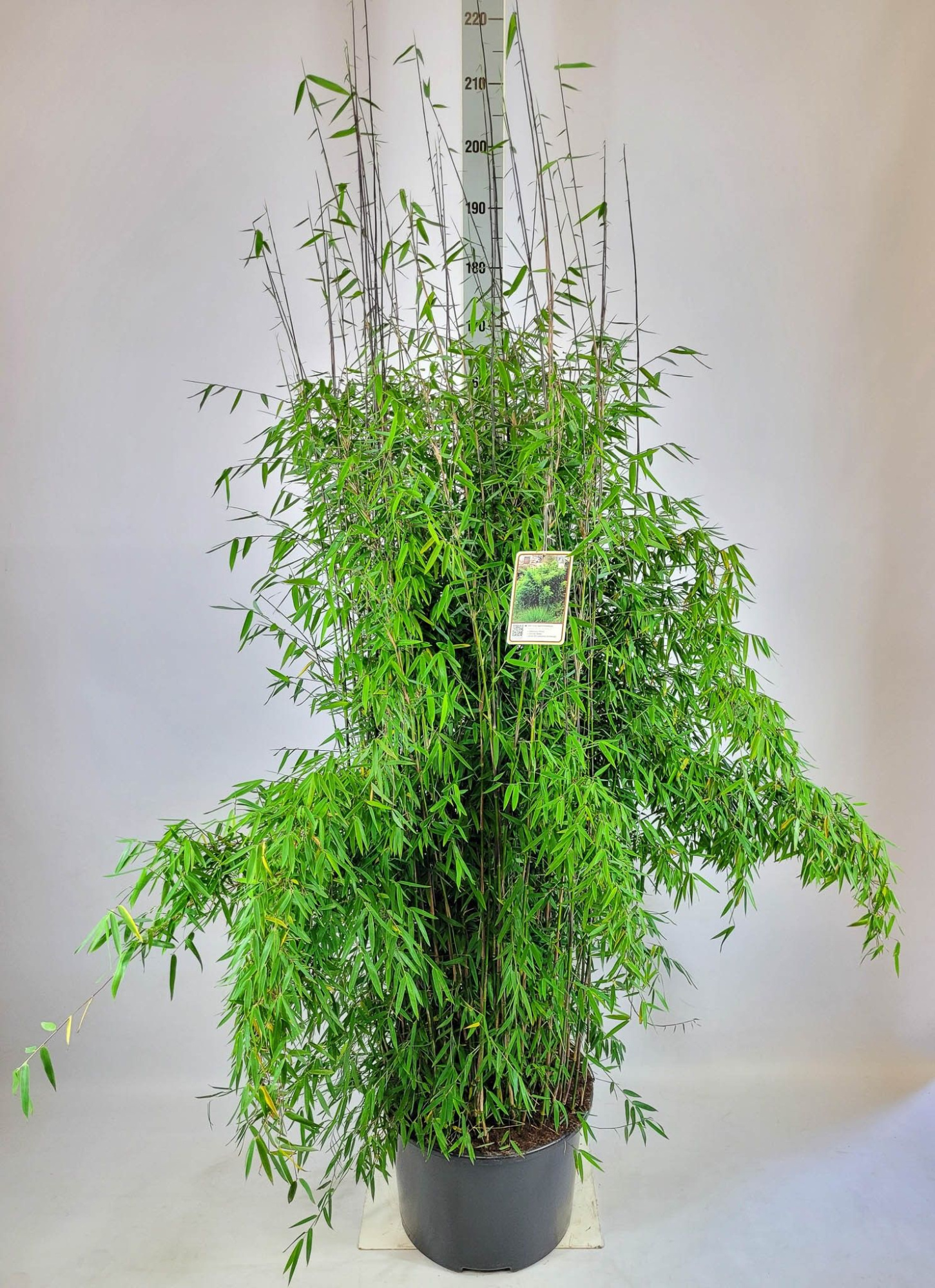 Fargesia (Jiuzhaigou Grp) 'Jiuzhaigou 1' C30 150-175, D 39 cm